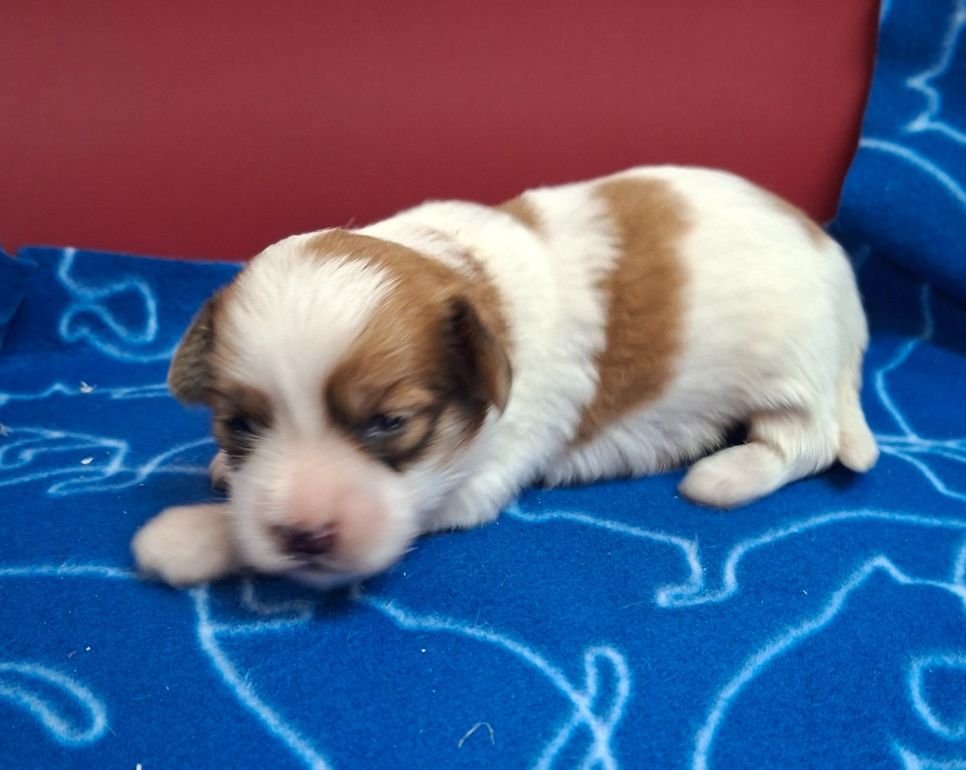 Des marais de courmont - Chiots disponibles - Coton de Tulear