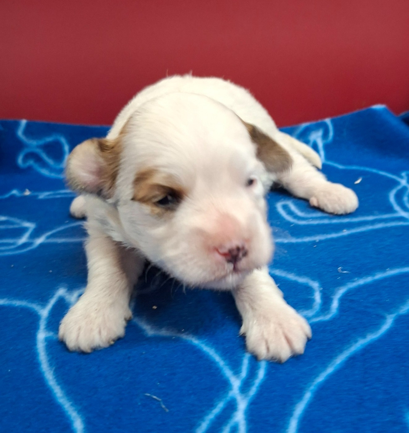 Des marais de courmont - Chiots disponibles - Coton de Tulear