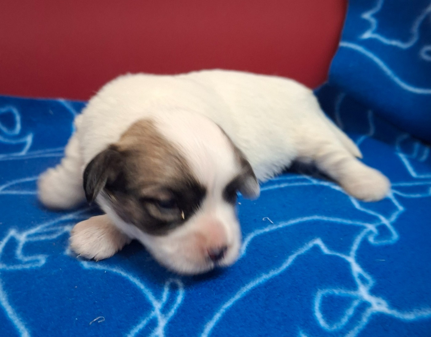 Des marais de courmont - Chiots disponibles - Coton de Tulear