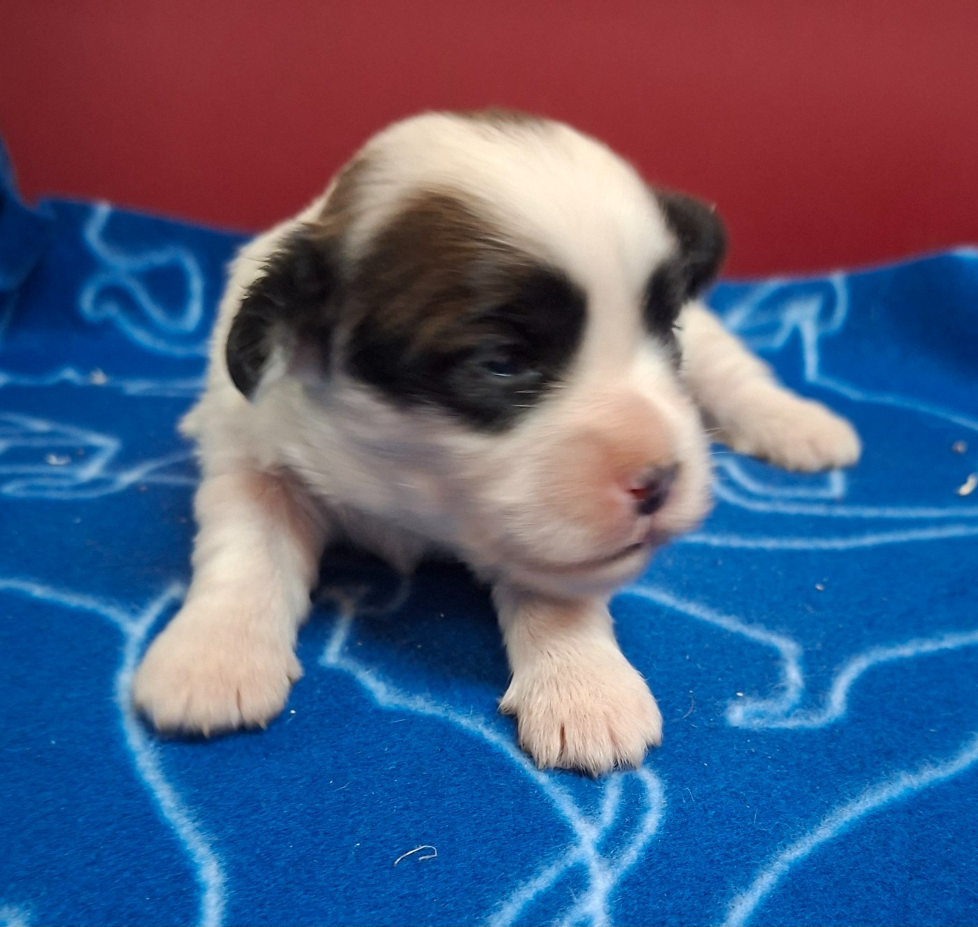 Des marais de courmont - Chiots disponibles - Coton de Tulear