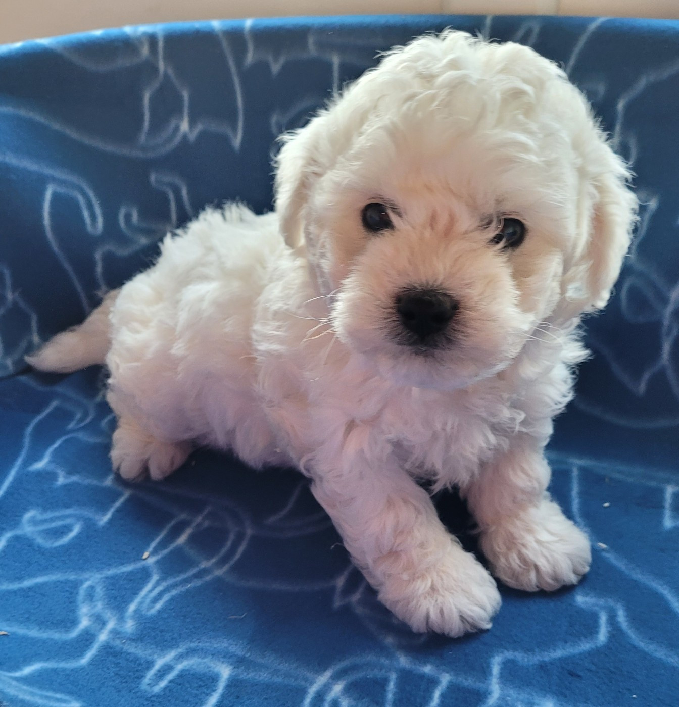 Des marais de courmont - Chiots disponibles - Bichon Frise