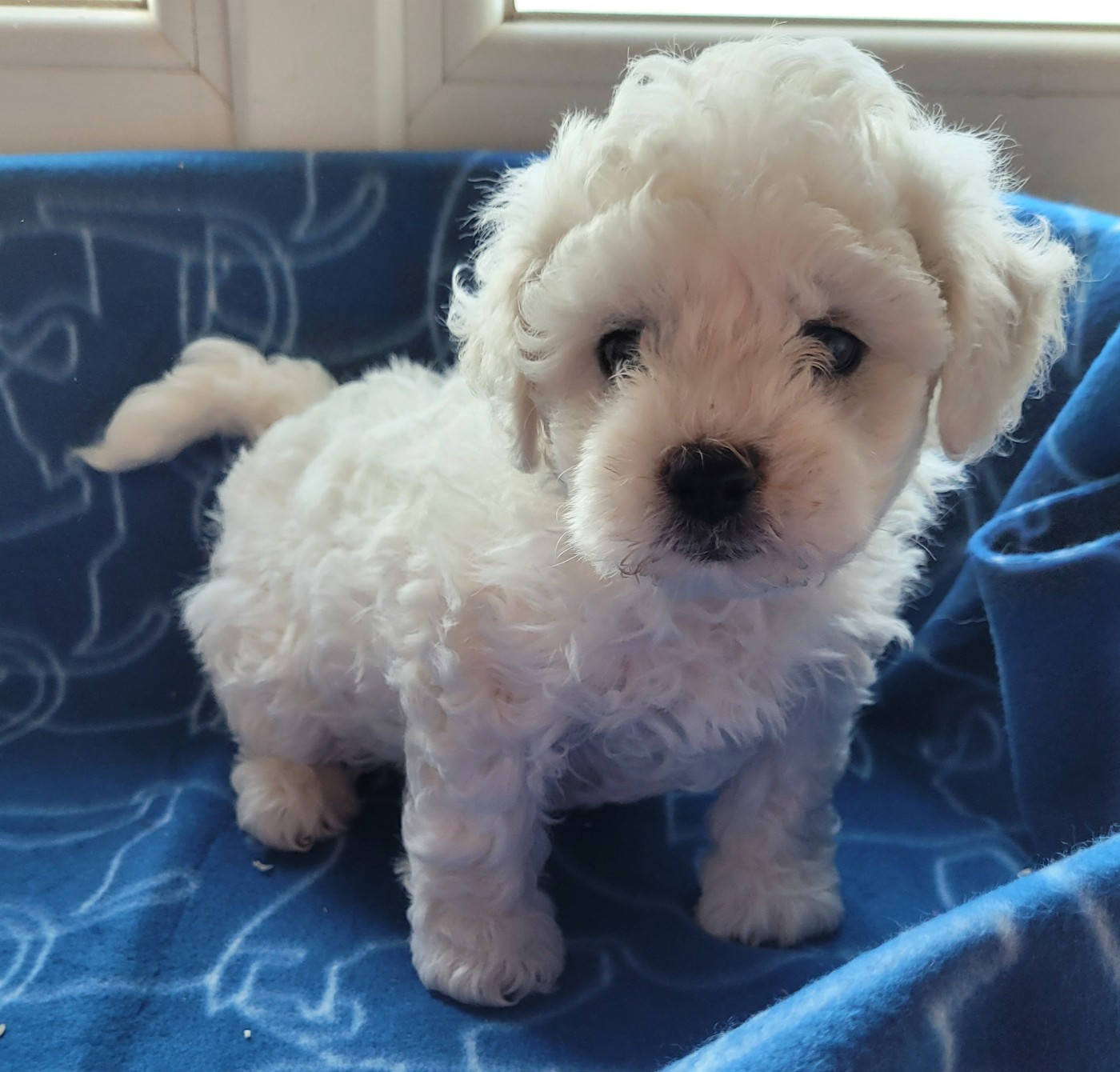 Des marais de courmont - Chiots disponibles - Bichon Frise