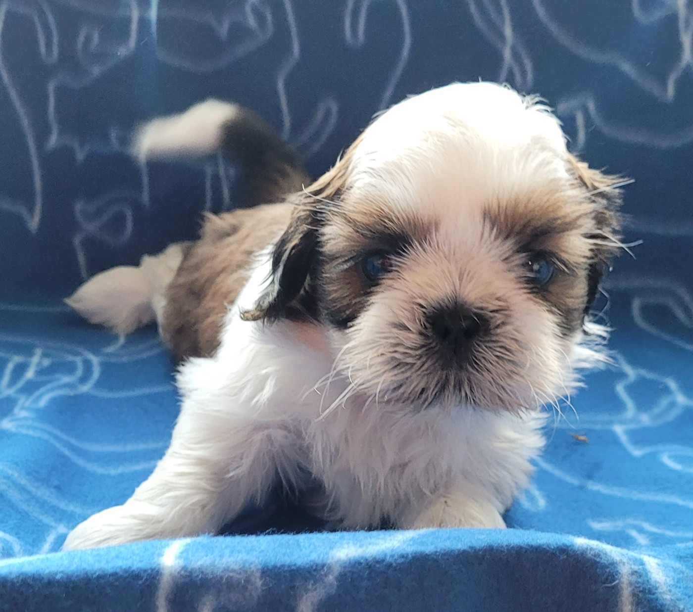 Des marais de courmont - Chiots disponibles - Shih Tzu