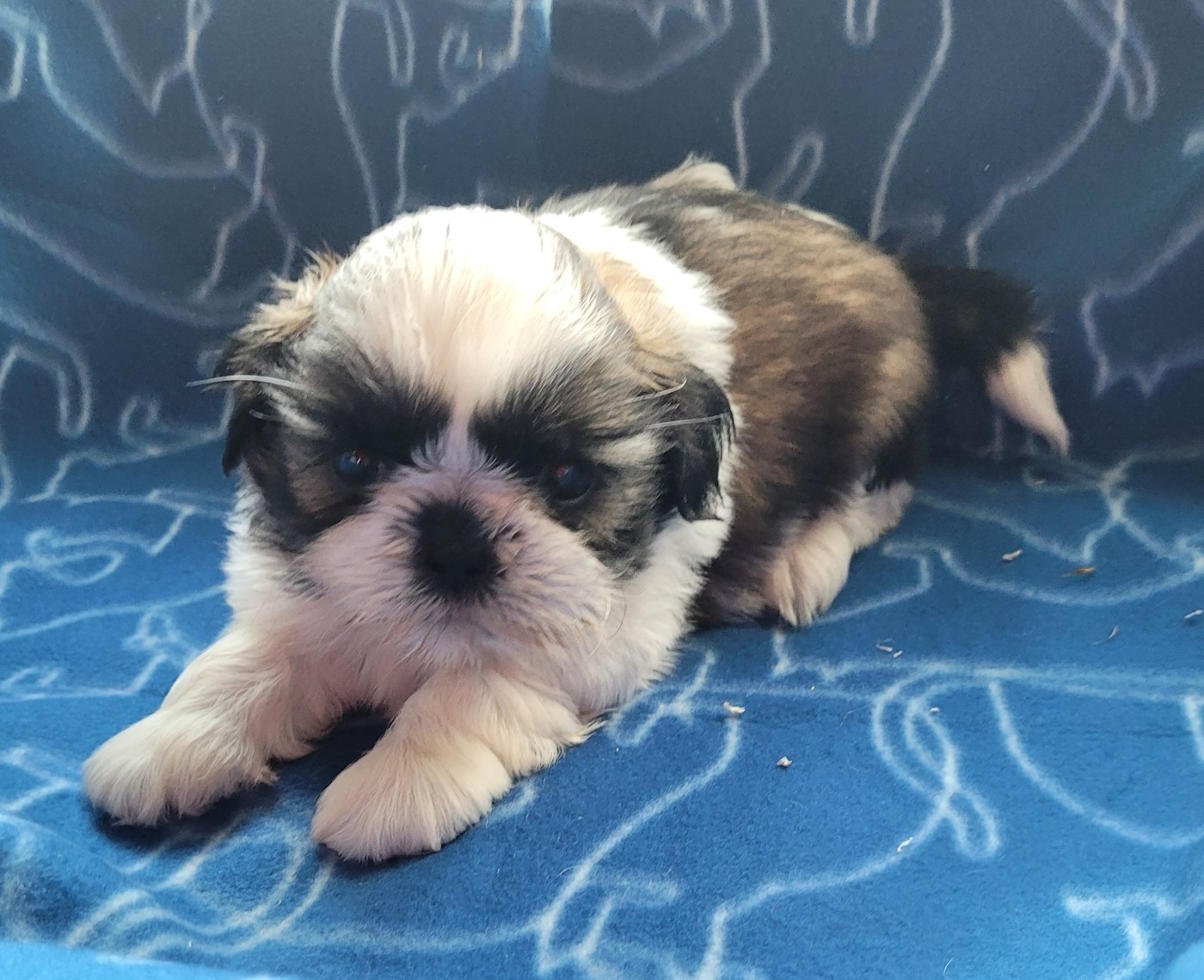 Des marais de courmont - Chiots disponibles - Shih Tzu