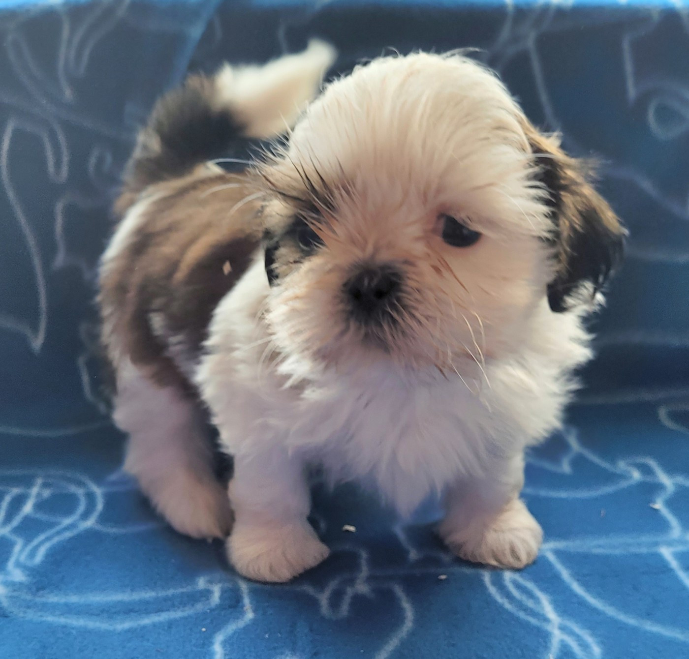 Des marais de courmont - Chiots disponibles - Shih Tzu