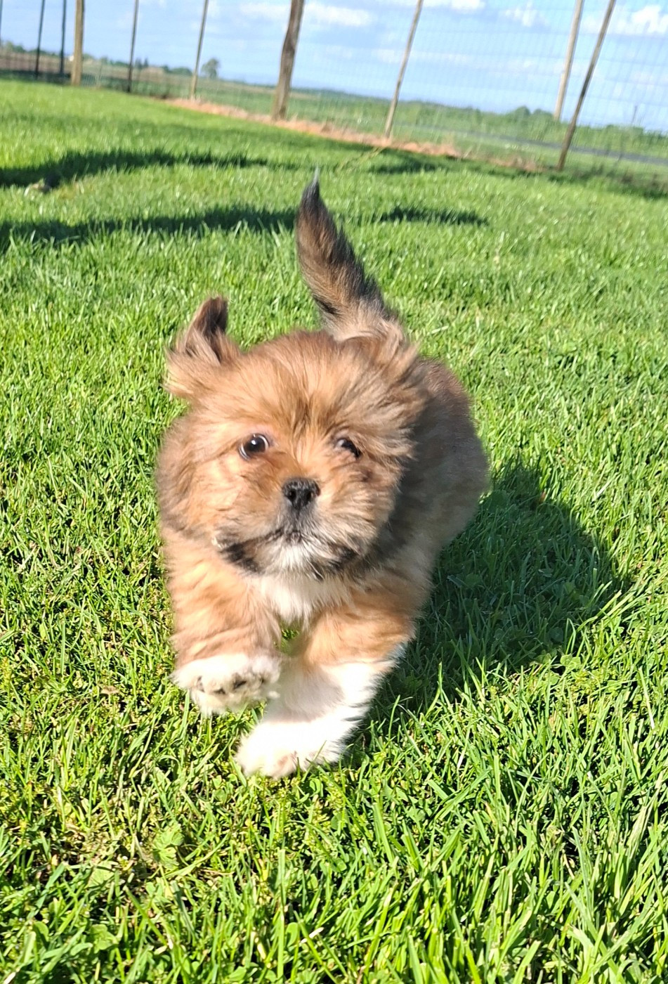 Des marais de courmont - Chiots disponibles - Lhassa Apso