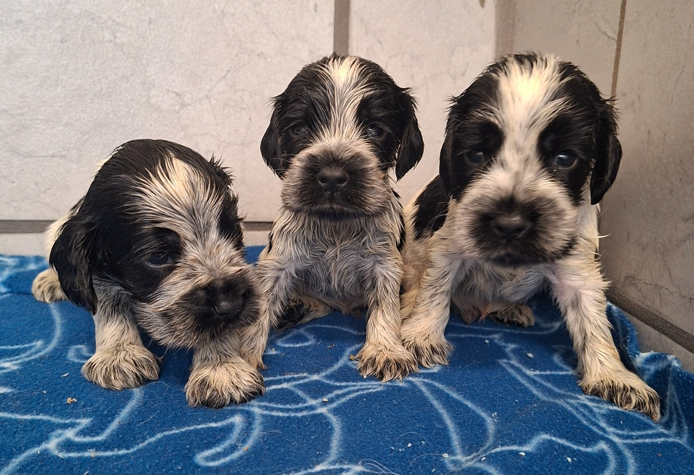 Des marais de courmont - Chiots disponibles - Cocker Spaniel Anglais