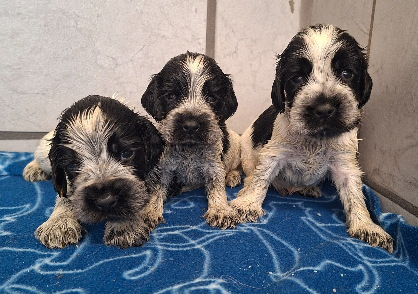 Des marais de courmont - Chiots disponibles - Cocker Spaniel Anglais