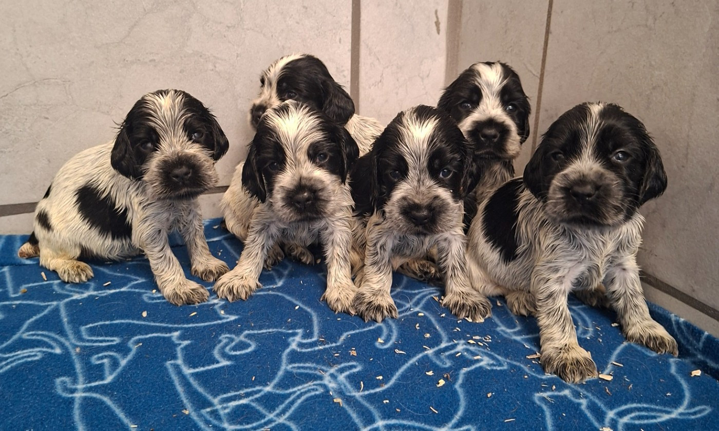 Des marais de courmont - Chiots disponibles - Cocker Spaniel Anglais