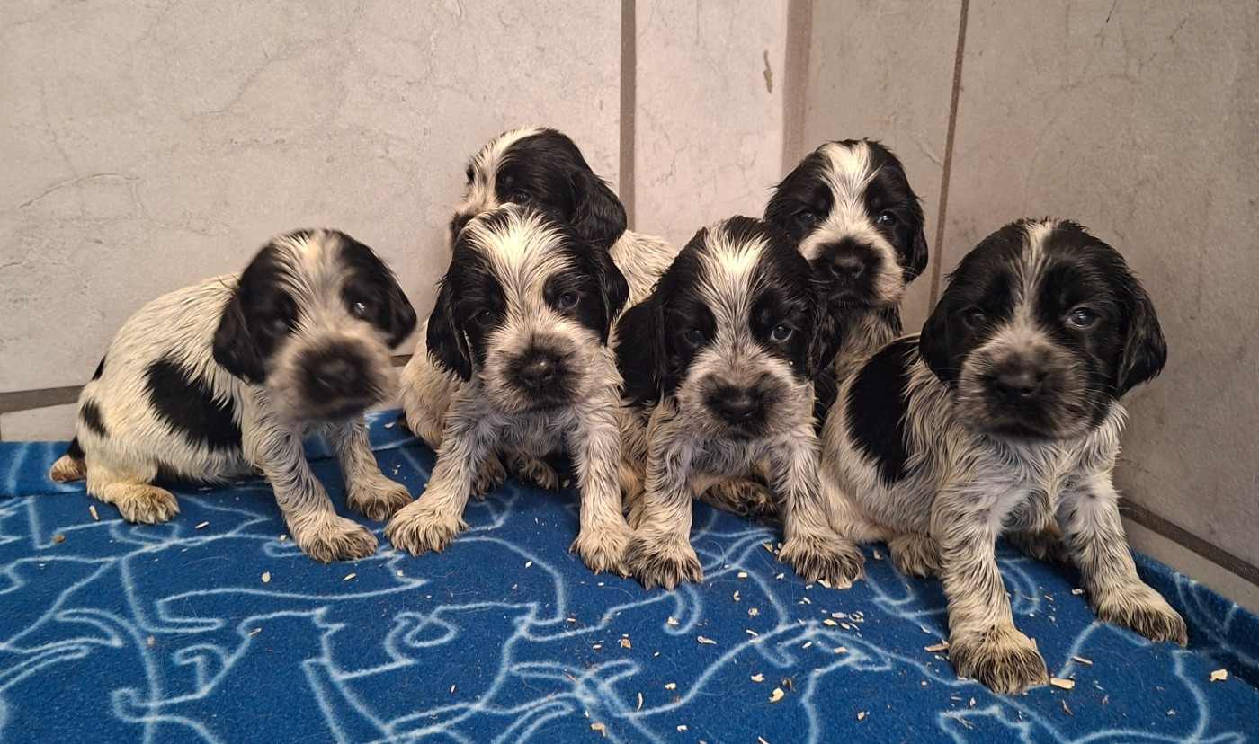 Des marais de courmont - Chiots disponibles - Cocker Spaniel Anglais