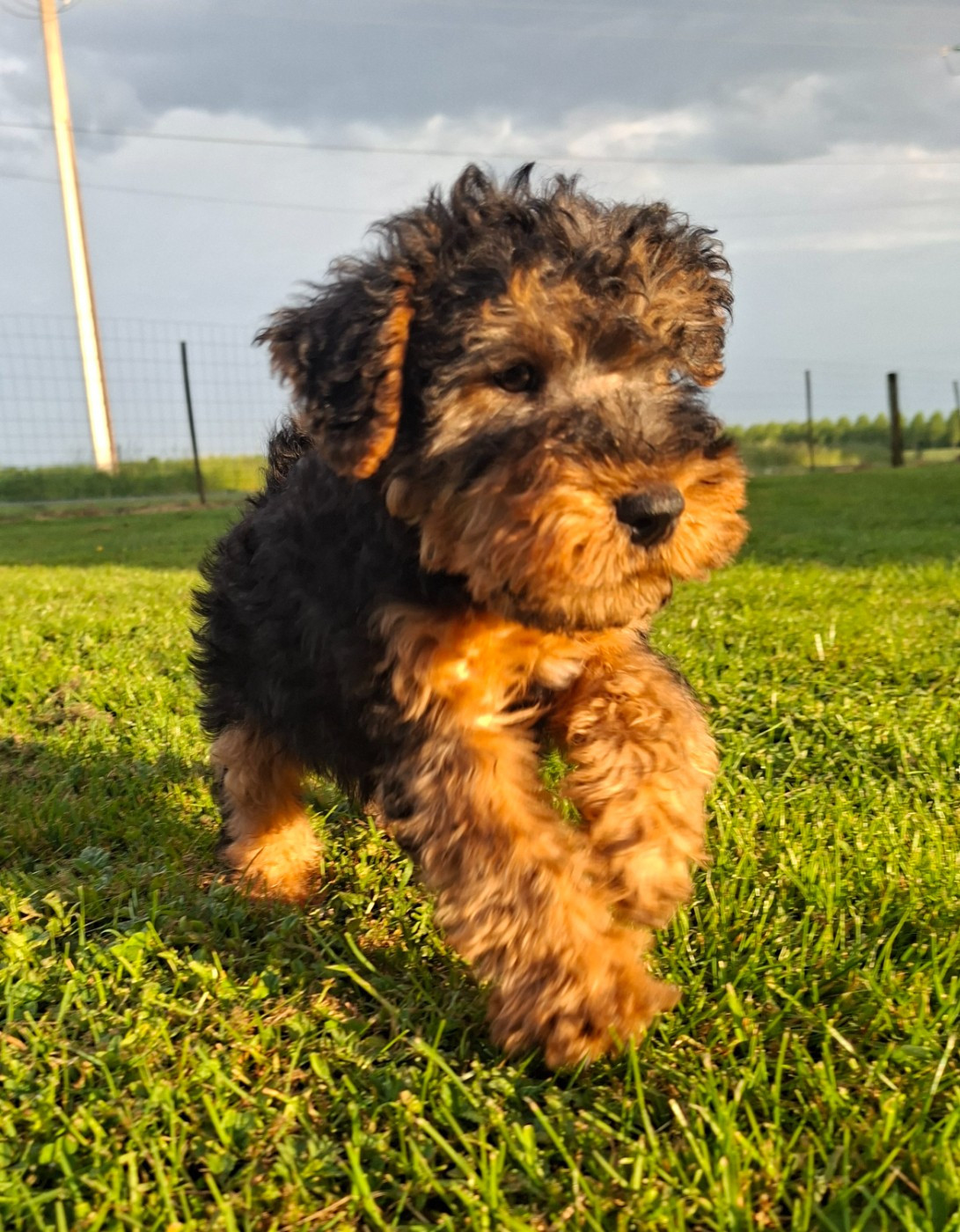Des marais de courmont - Chiots disponibles - Welsh Terrier