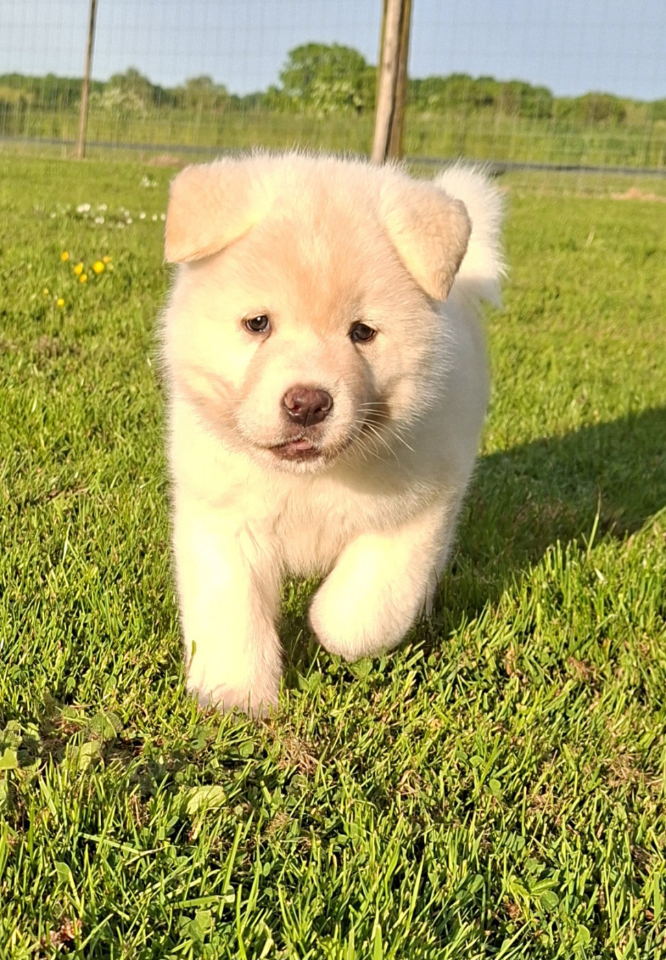 Des marais de courmont - Chiots disponibles - Akita americain