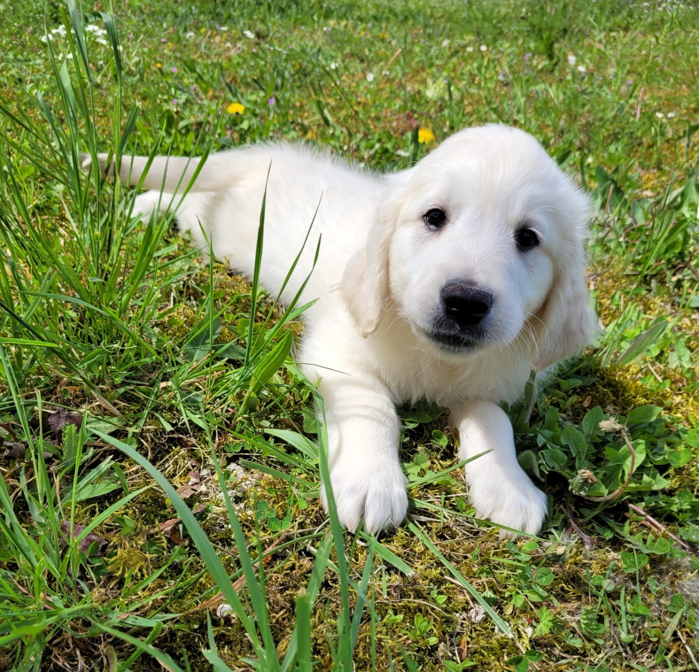 Des marais de courmont - Chiots disponibles - Golden Retriever