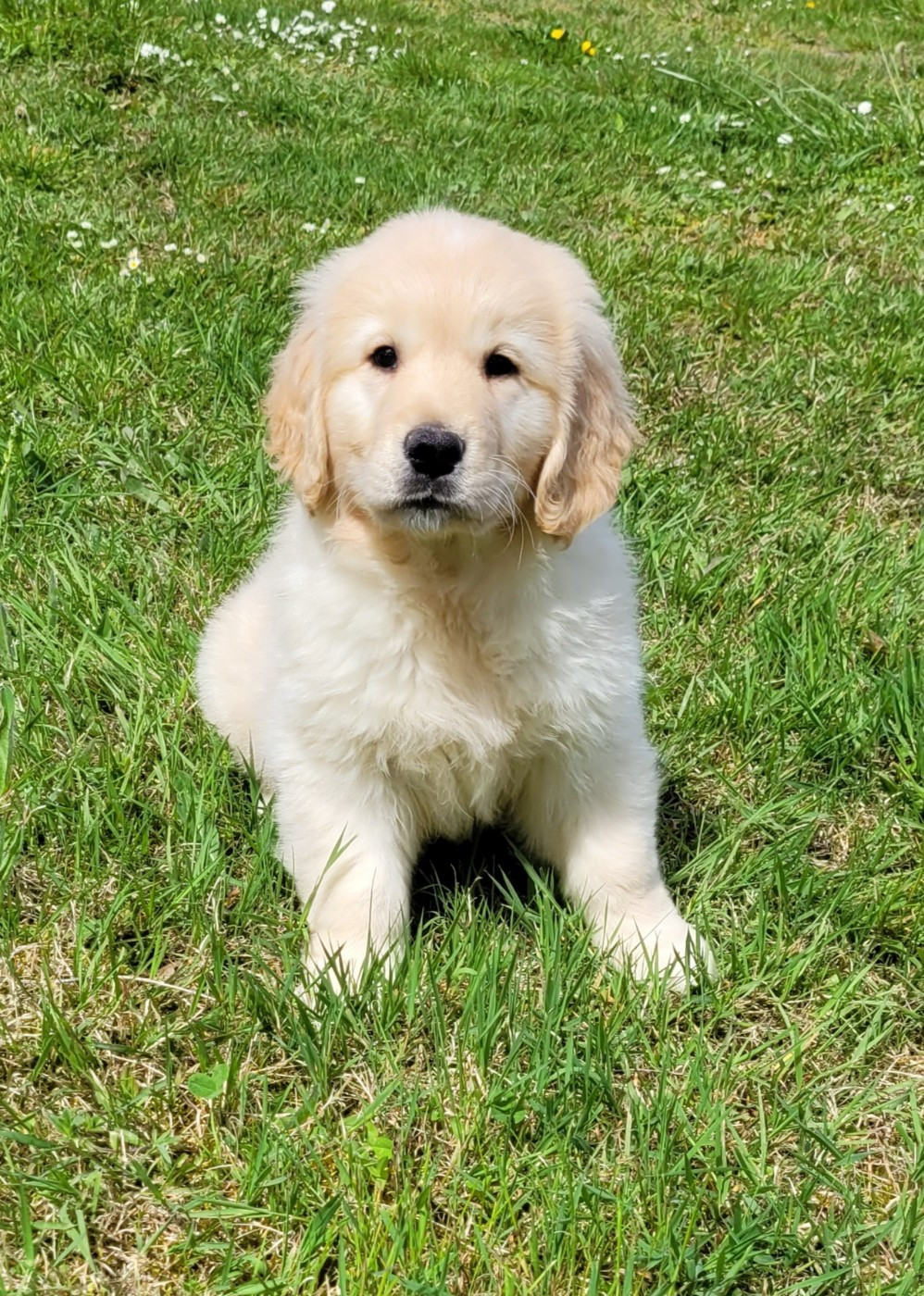 Des marais de courmont - Chiots disponibles - Golden Retriever