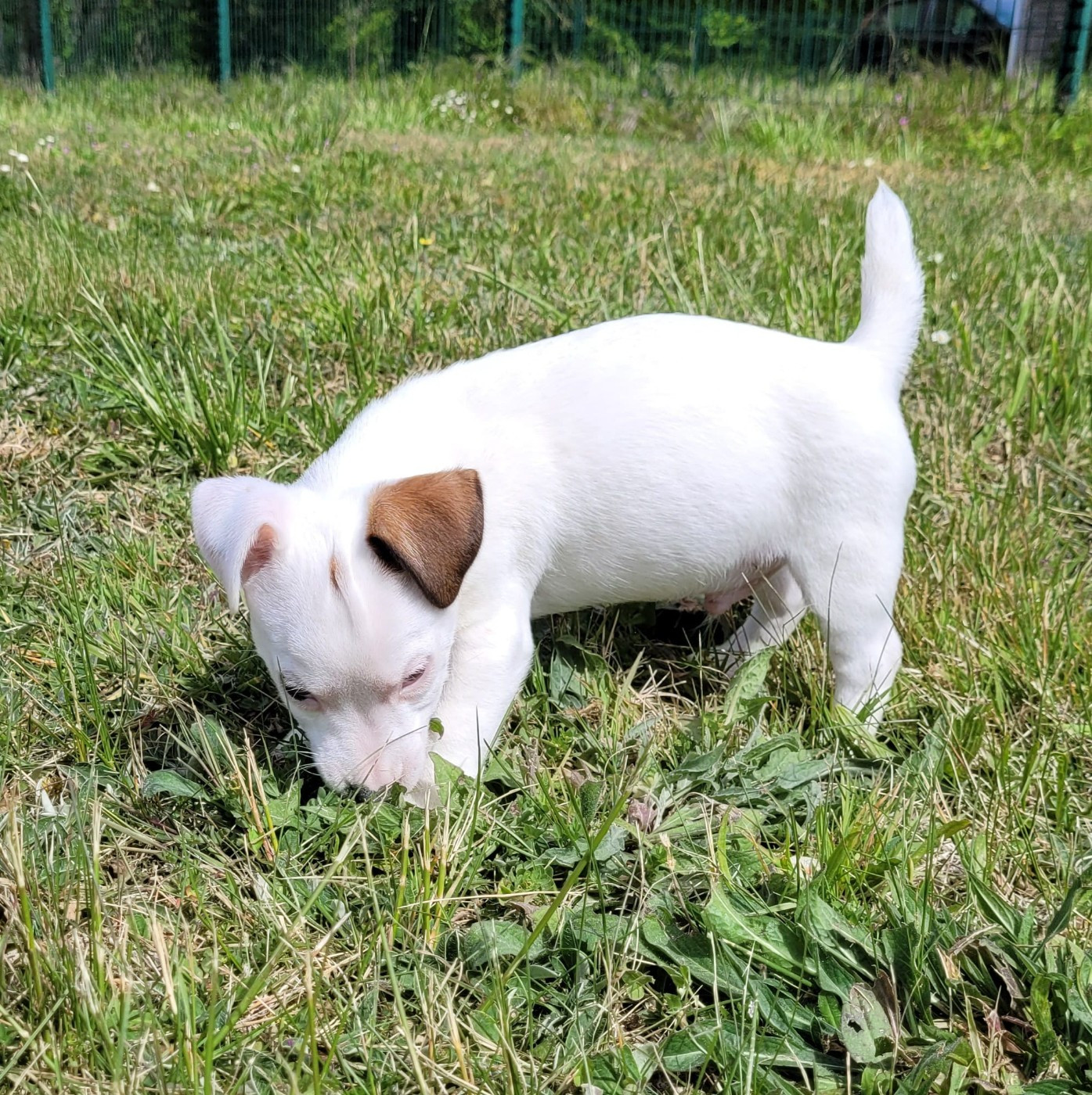 Des marais de courmont - Chiots disponibles - Jack Russell Terrier