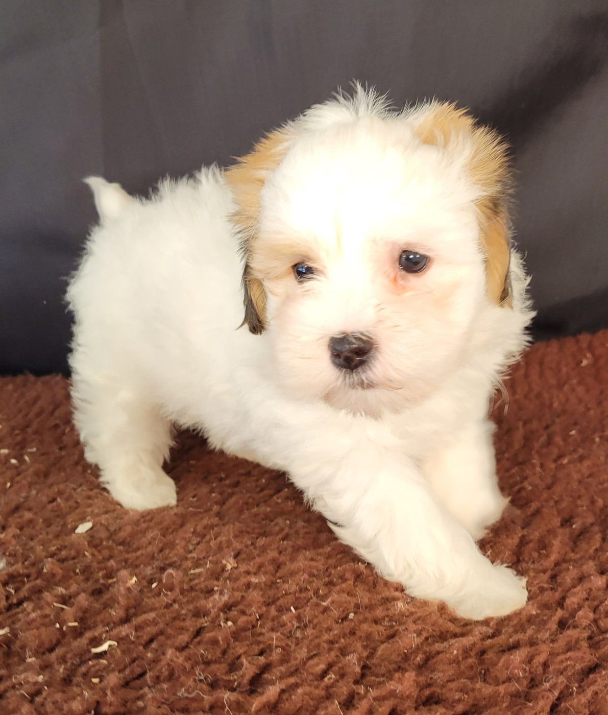 Des marais de courmont - Chiots disponibles - Coton de Tulear