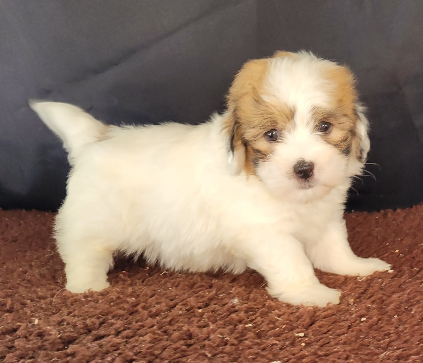 Des marais de courmont - Chiots disponibles - Coton de Tulear