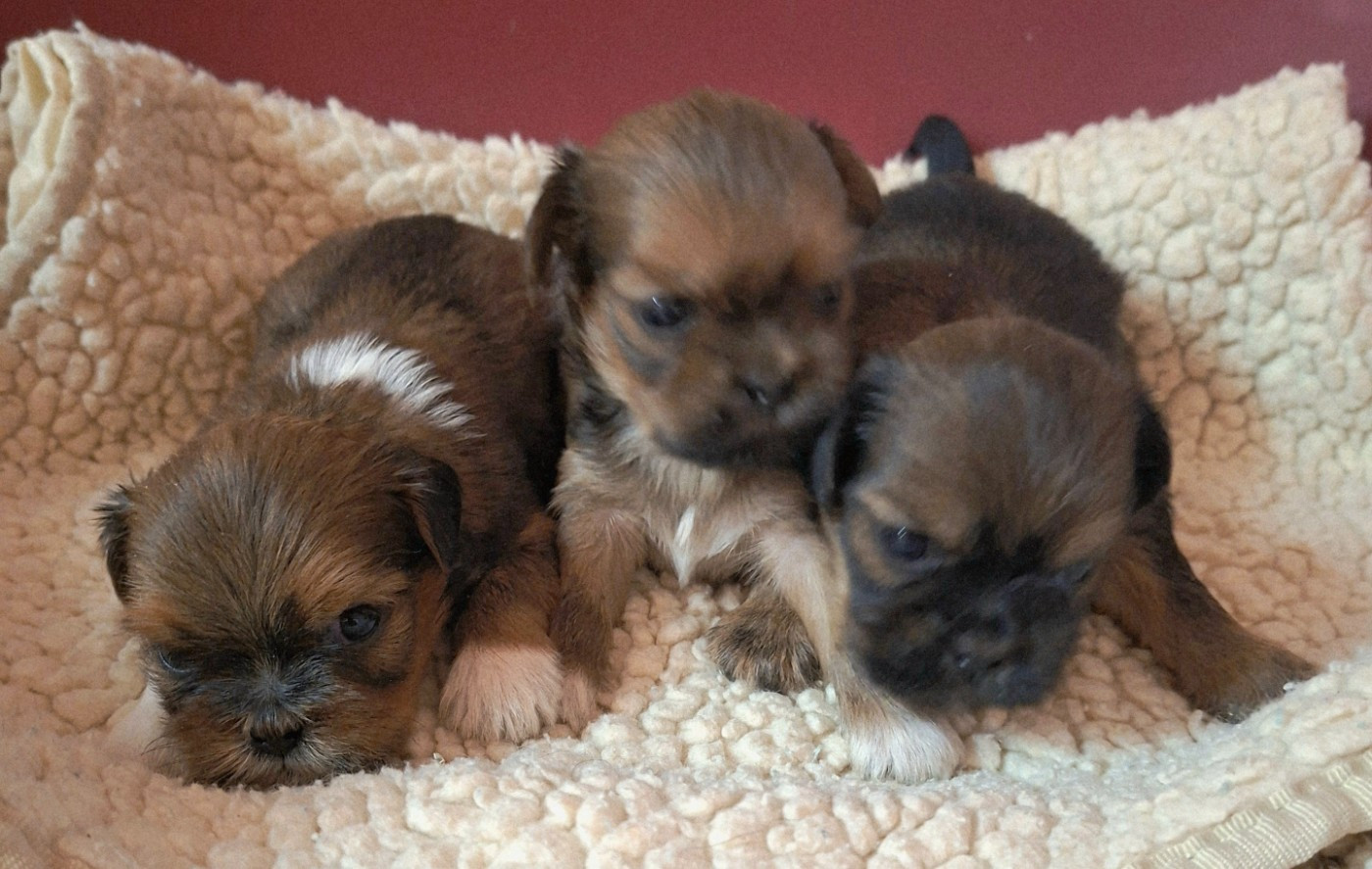 Des marais de courmont - Chiots disponibles - Lhassa Apso