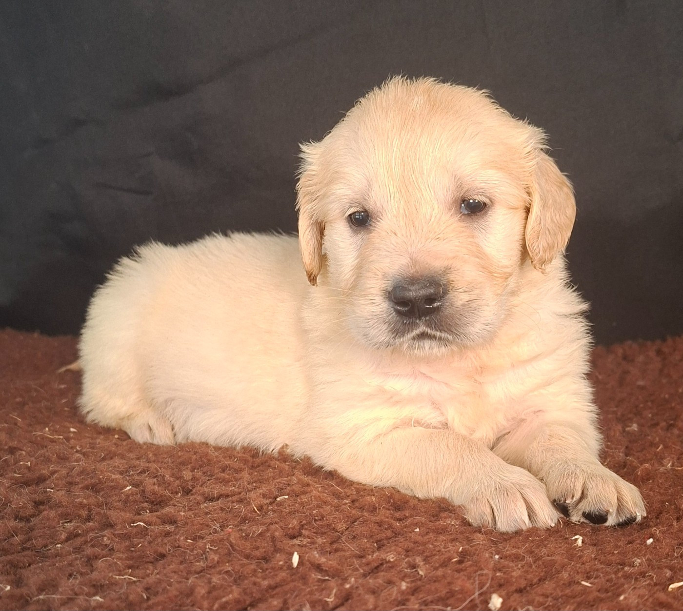 Des marais de courmont - Chiots disponibles - Golden Retriever
