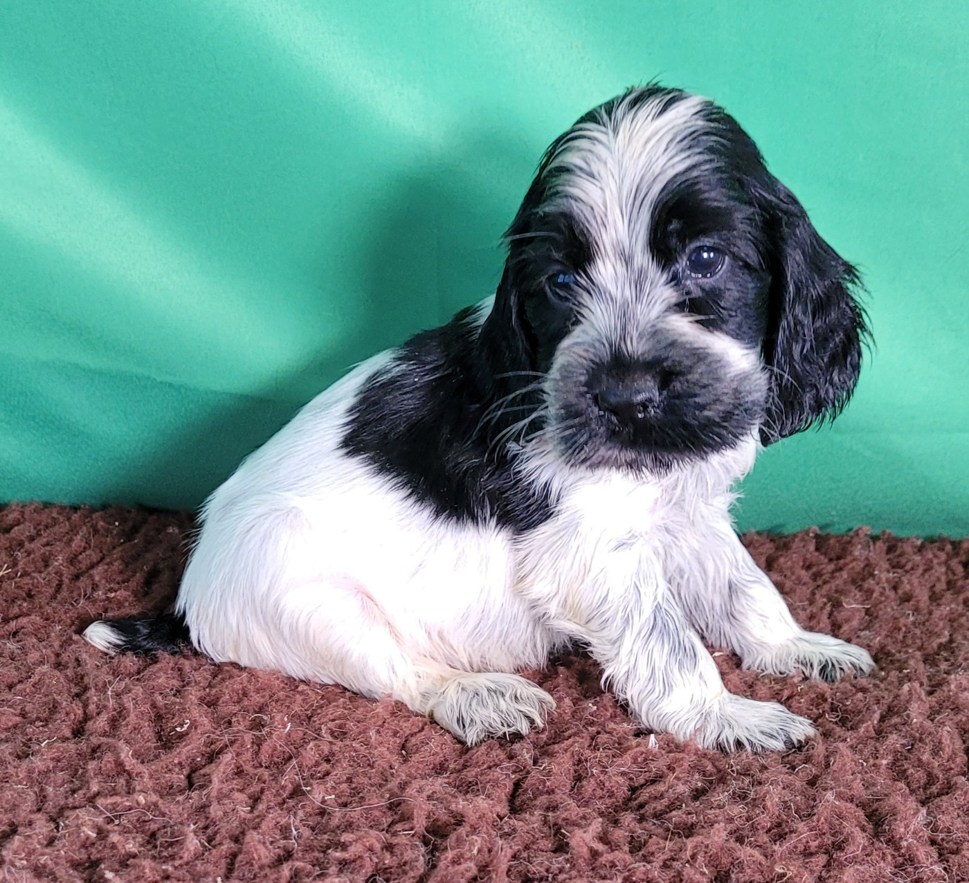 Des marais de courmont - Chiots disponibles - Cocker Spaniel Anglais