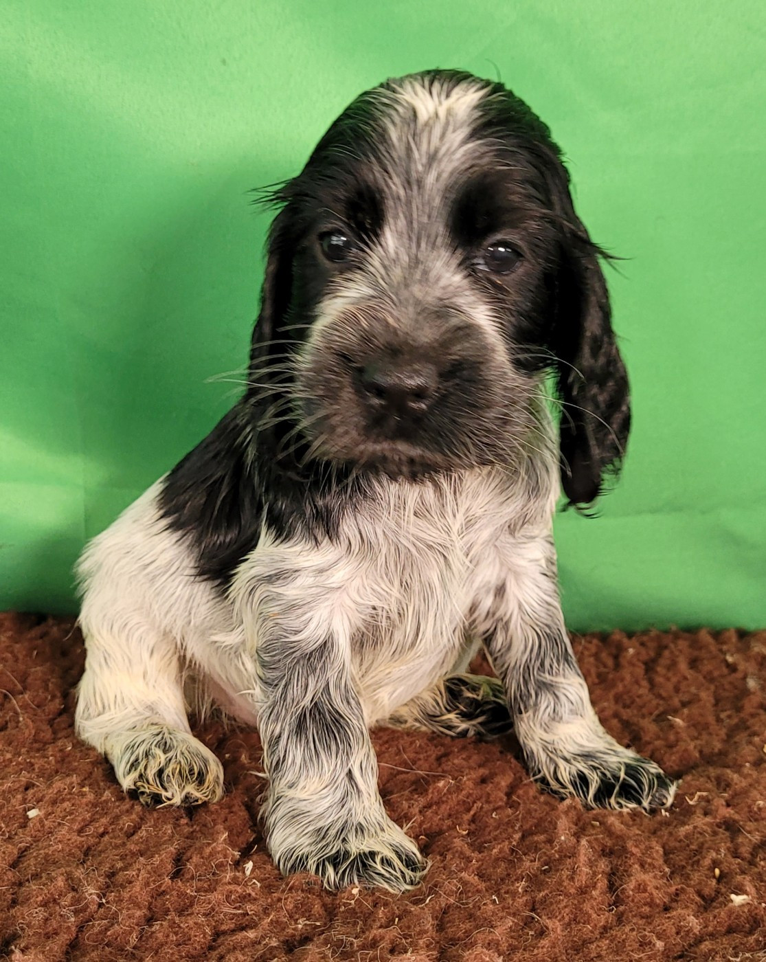 Des marais de courmont - Chiots disponibles - Cocker Spaniel Anglais