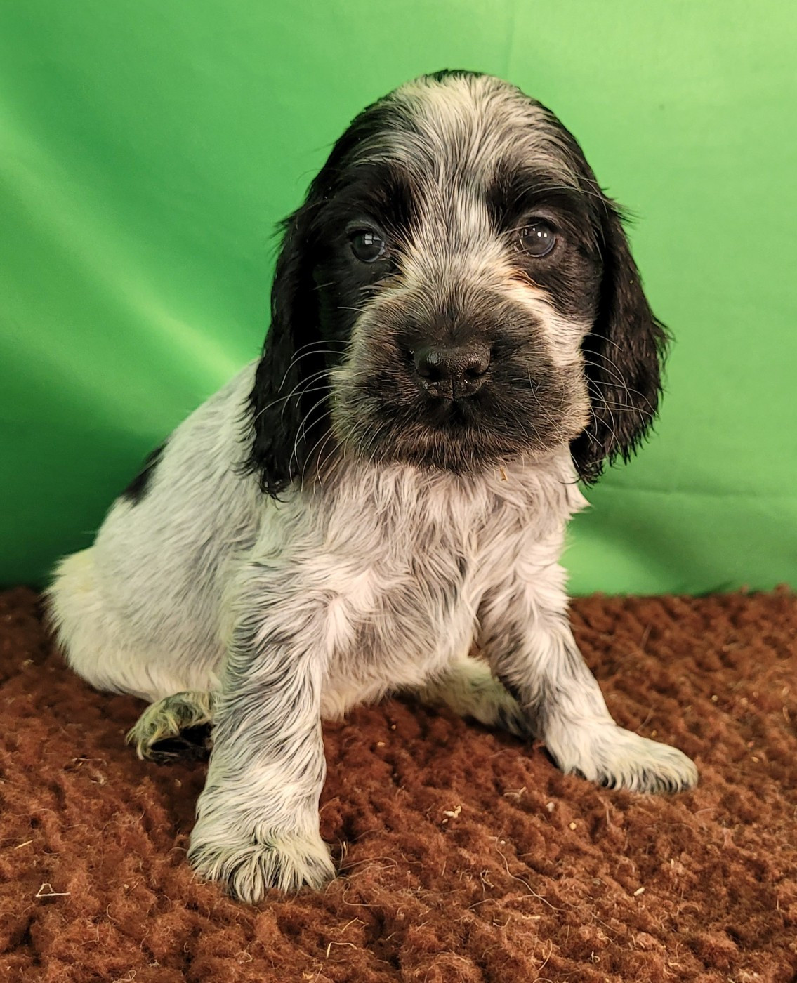 Des marais de courmont - Chiots disponibles - Cocker Spaniel Anglais