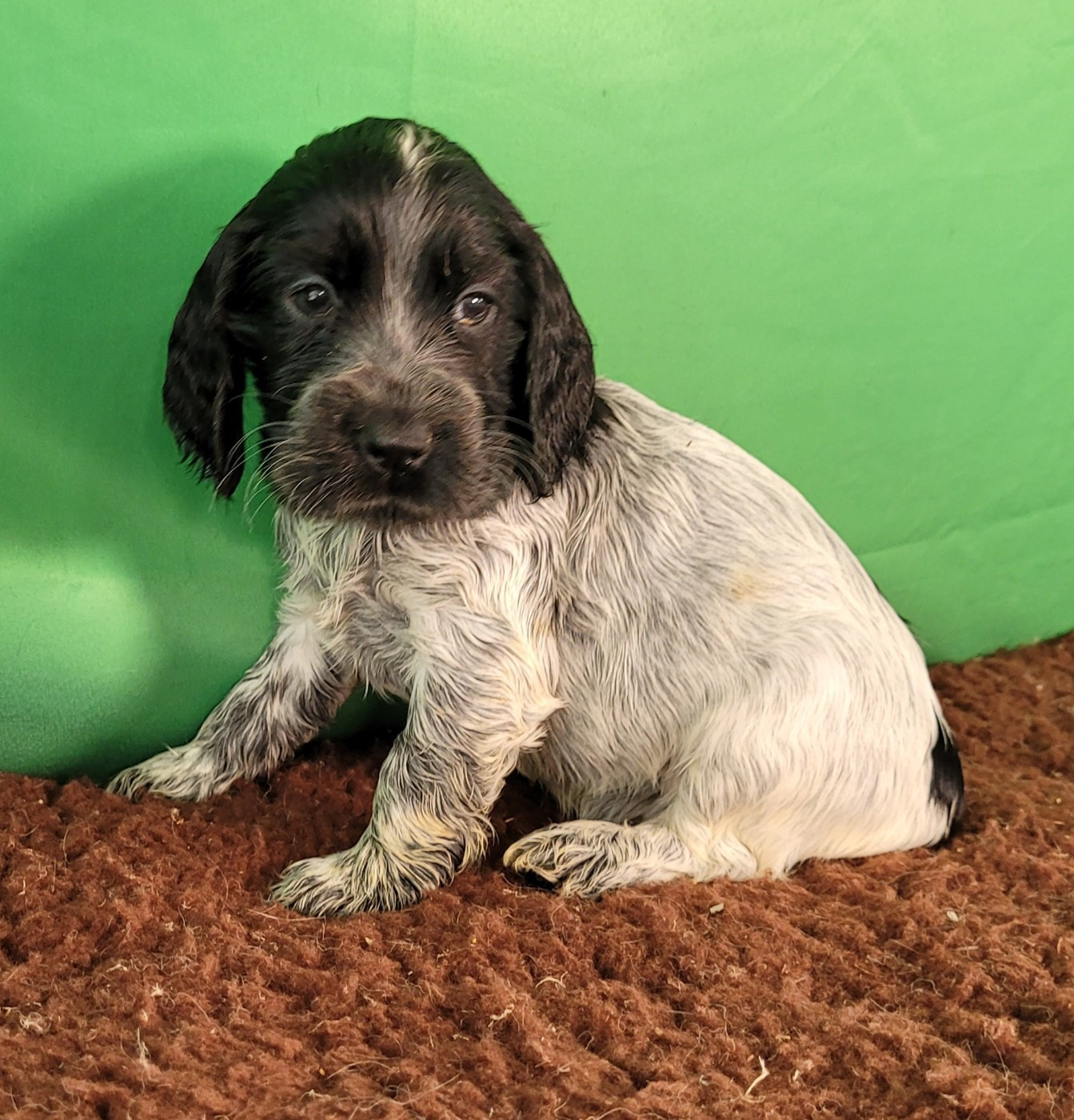 Des marais de courmont - Chiots disponibles - Cocker Spaniel Anglais