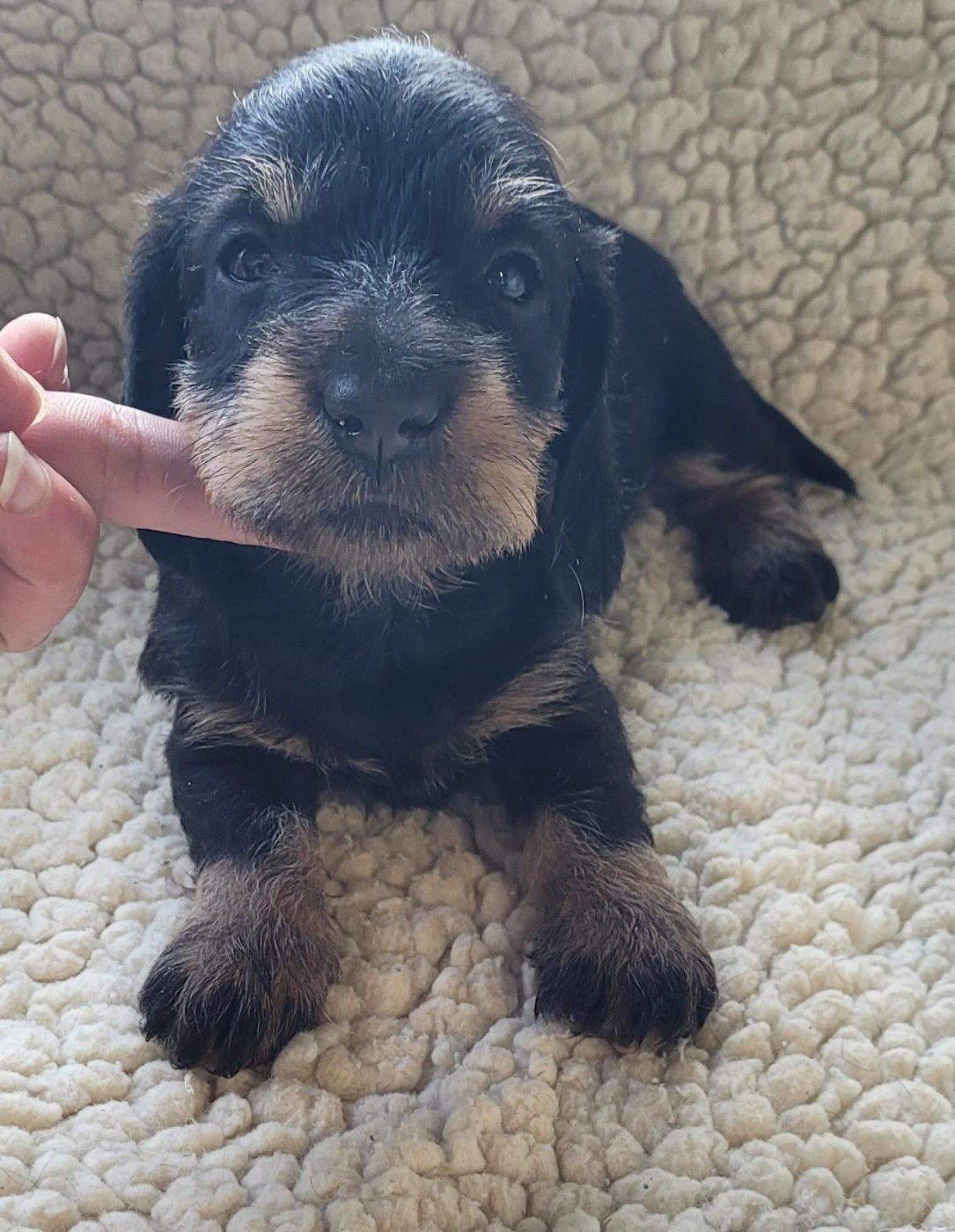 Des marais de courmont - Chiots disponibles - Teckel poil dur