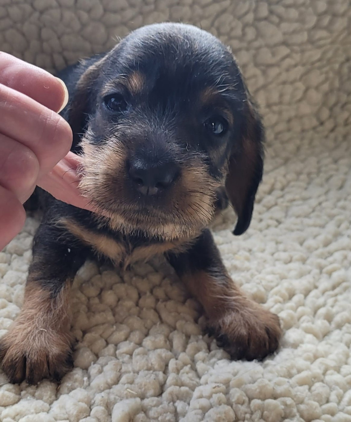 Des marais de courmont - Chiots disponibles - Teckel poil dur