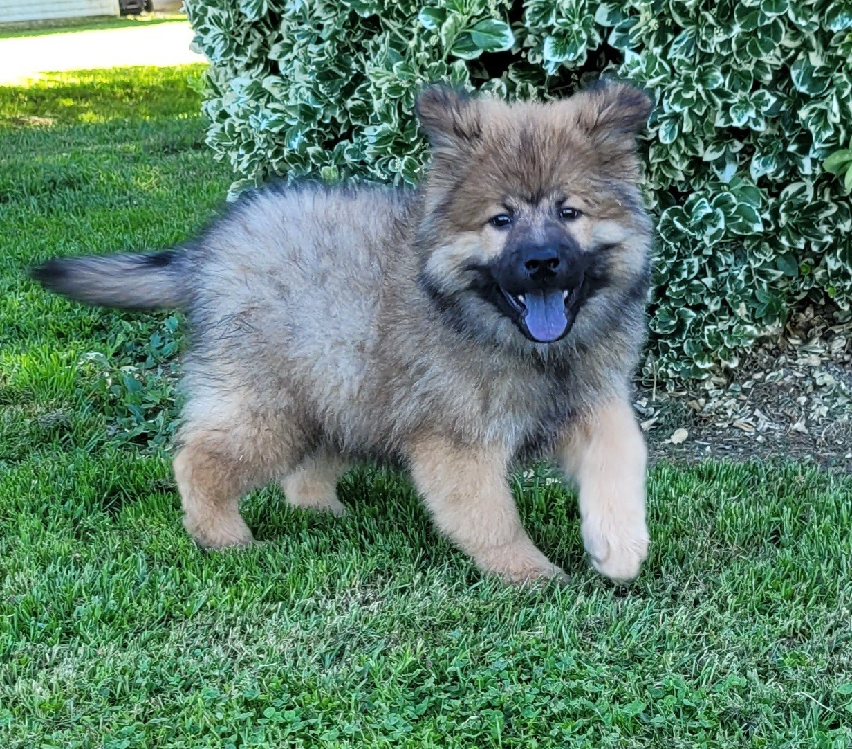 Des marais de courmont - Chiots disponibles - Eurasier