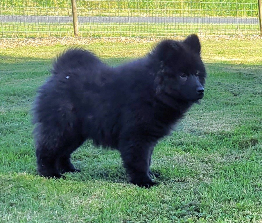 Des marais de courmont - Chiots disponibles - Eurasier