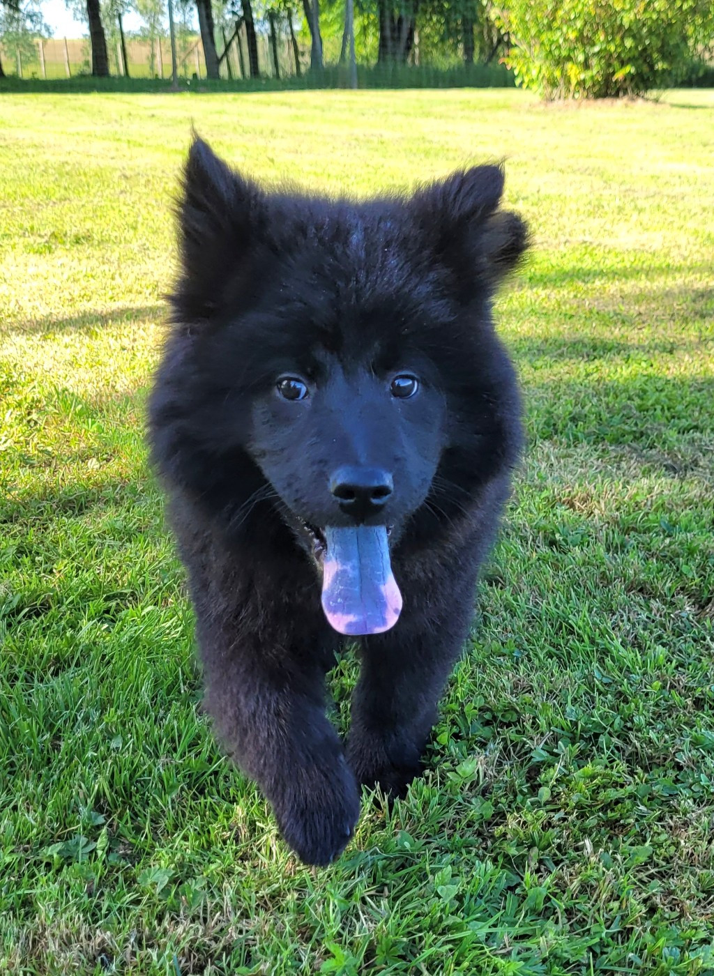 Des marais de courmont - Chiots disponibles - Eurasier