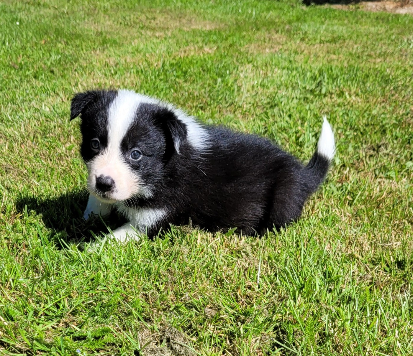Des marais de courmont - Chiots disponibles - Border Collie