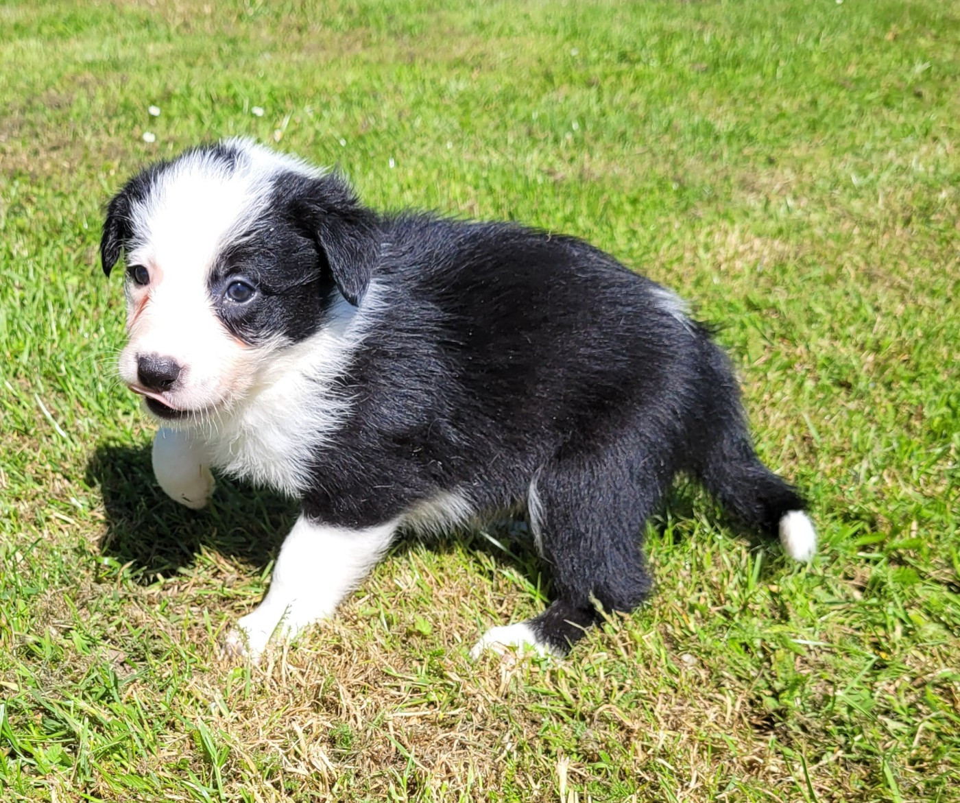 Des marais de courmont - Chiots disponibles - Border Collie