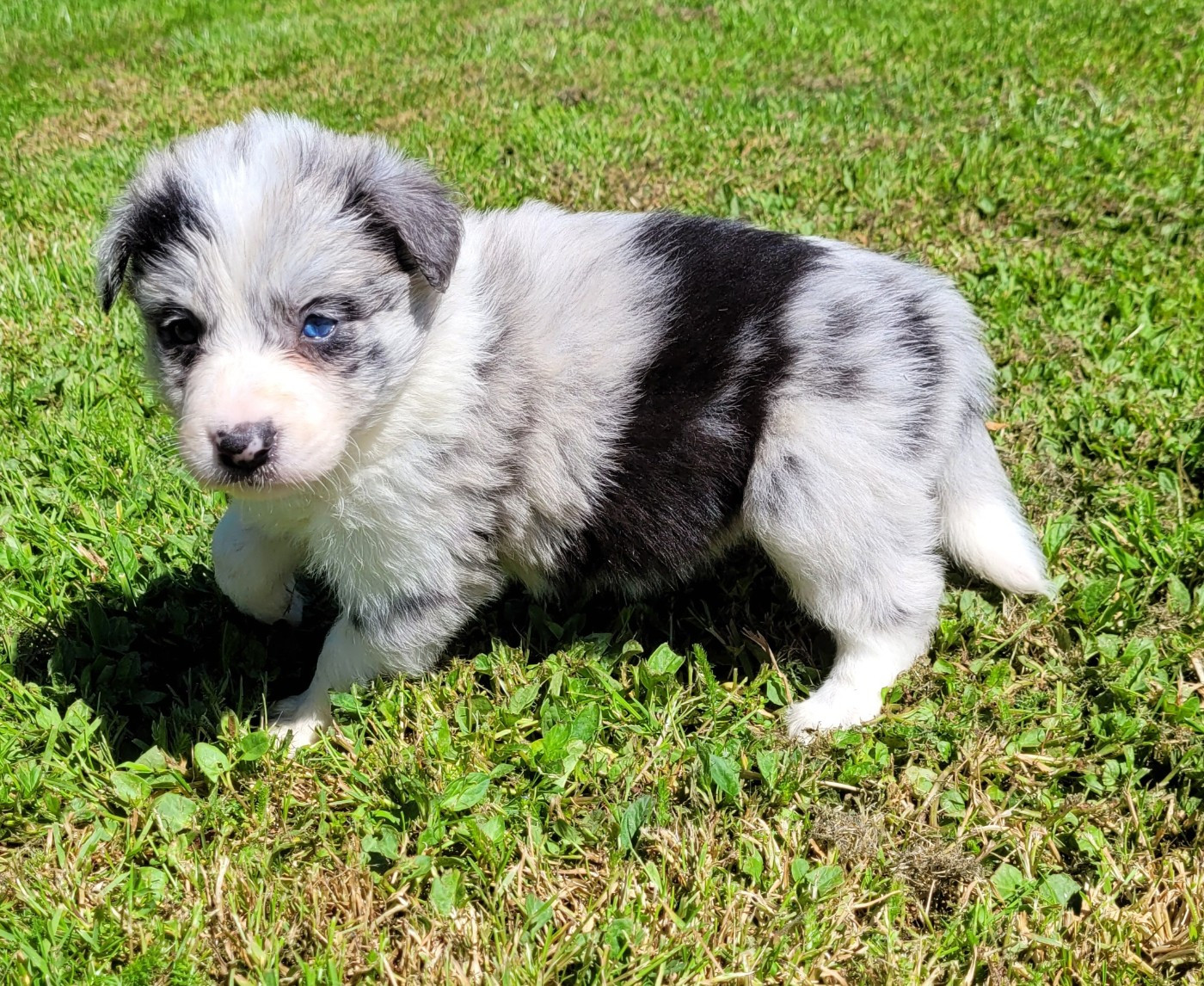 Des marais de courmont - Chiots disponibles - Border Collie