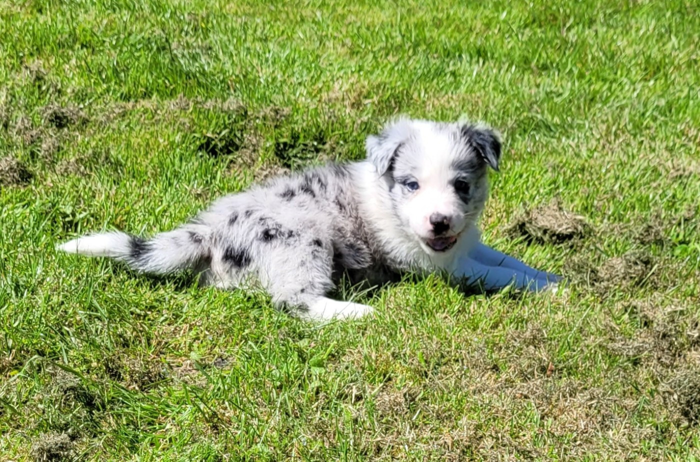 Des marais de courmont - Chiots disponibles - Border Collie