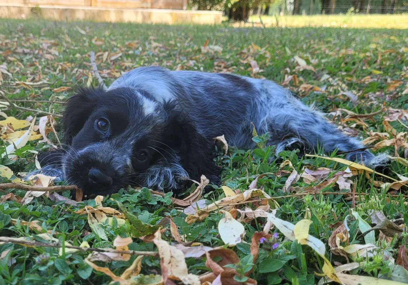 Des marais de courmont - Chiots disponibles - Cocker Spaniel Anglais