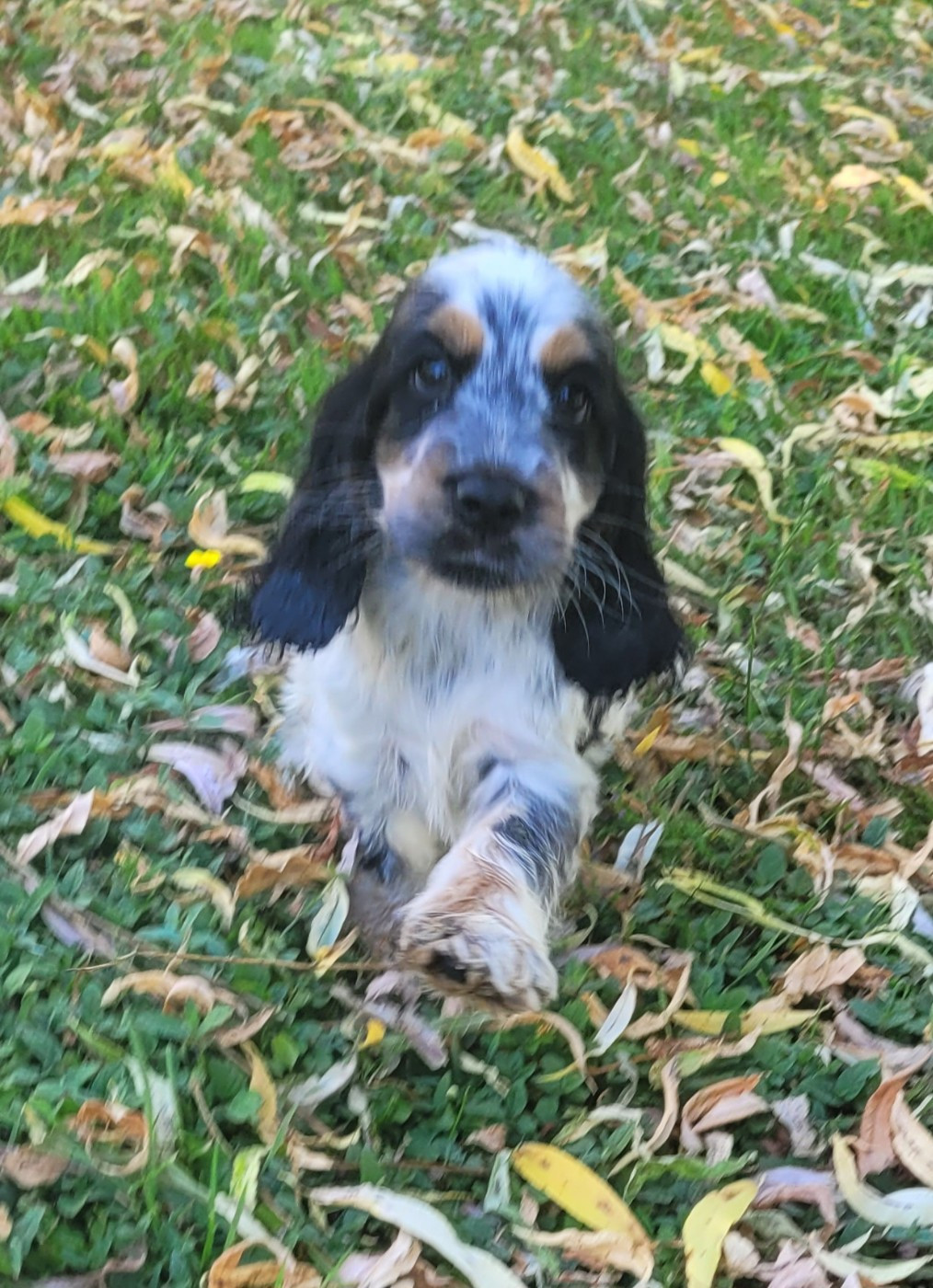 Des marais de courmont - Chiots disponibles - Cocker Spaniel Anglais