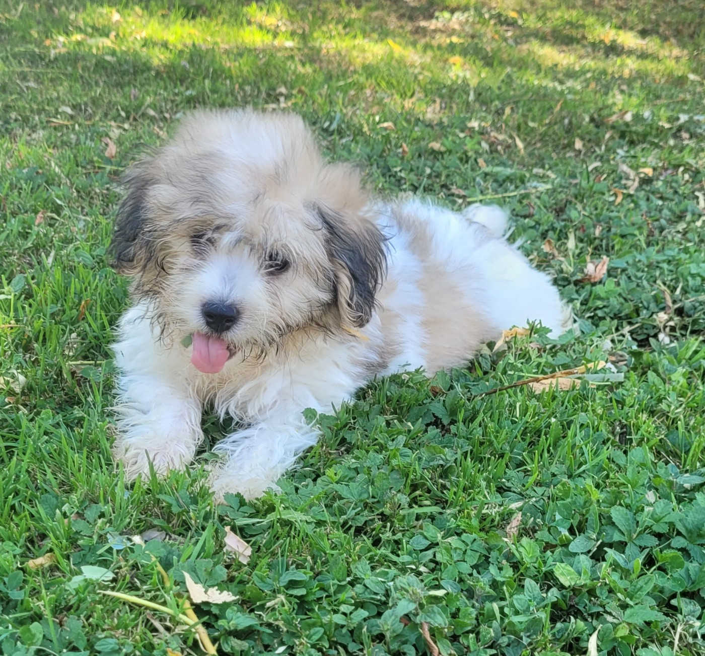 Des marais de courmont - Chiots disponibles - Coton de Tulear