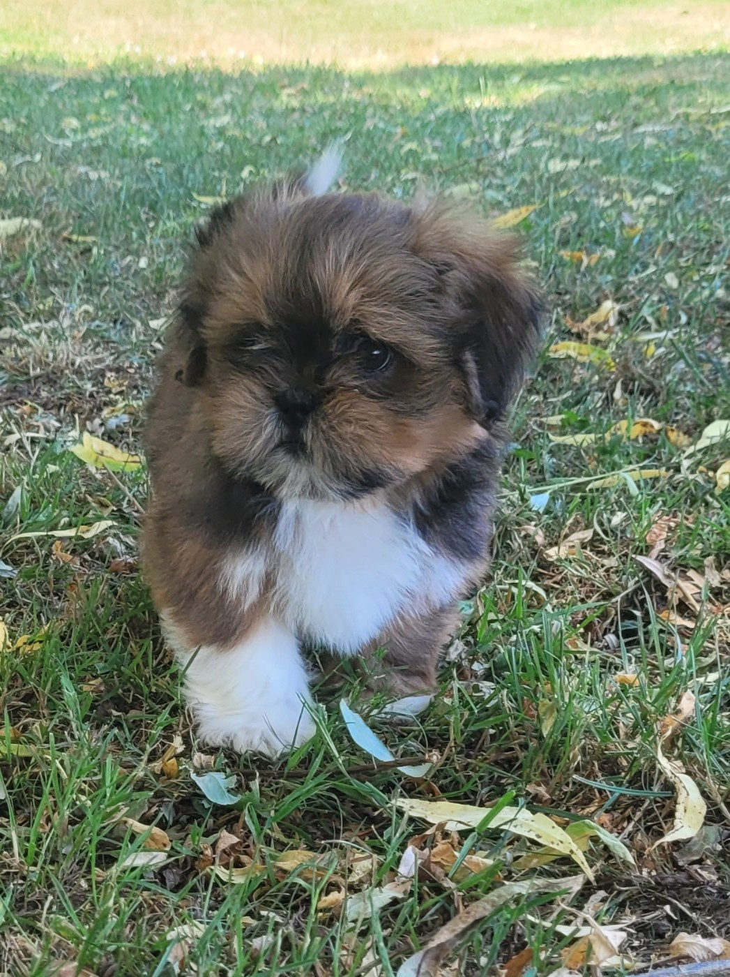 Des marais de courmont - Chiots disponibles - Lhassa Apso