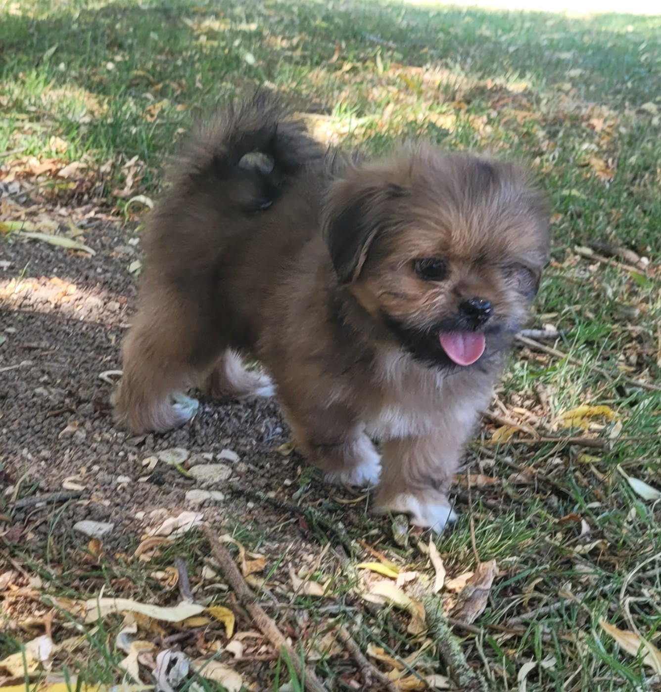 Des marais de courmont - Chiots disponibles - Lhassa Apso