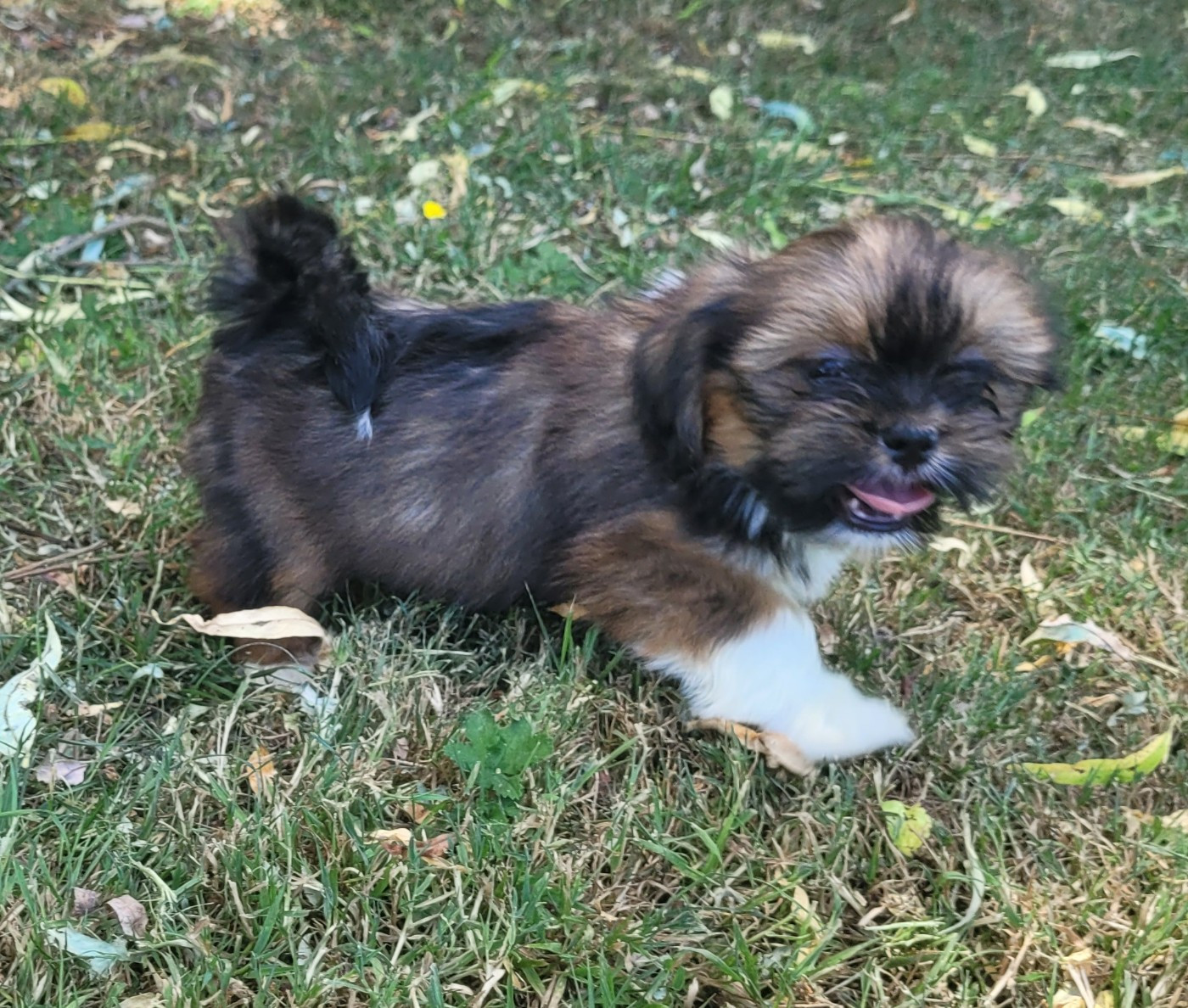 Des marais de courmont - Lhassa Apso - Portée née le 19/04/2026