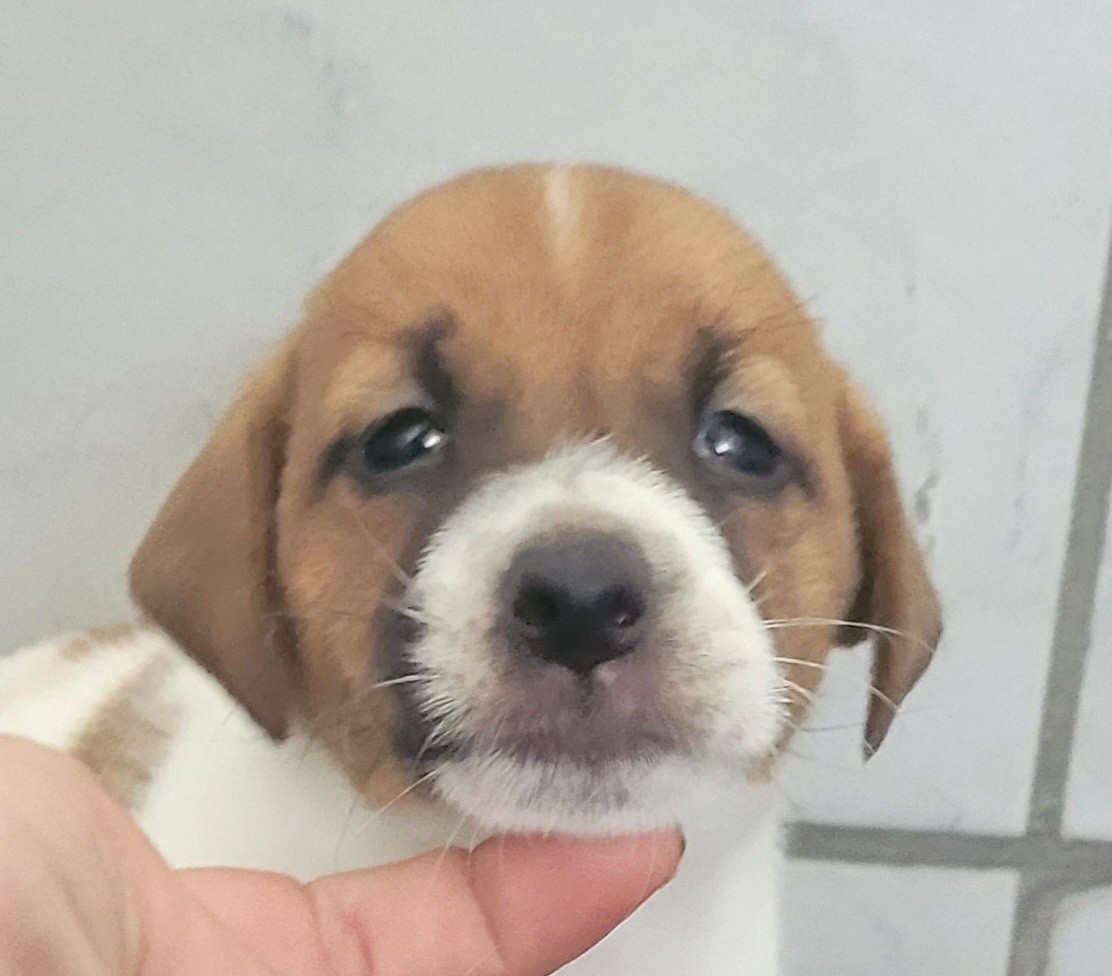 Des marais de courmont - Chiots disponibles - Jack Russell Terrier
