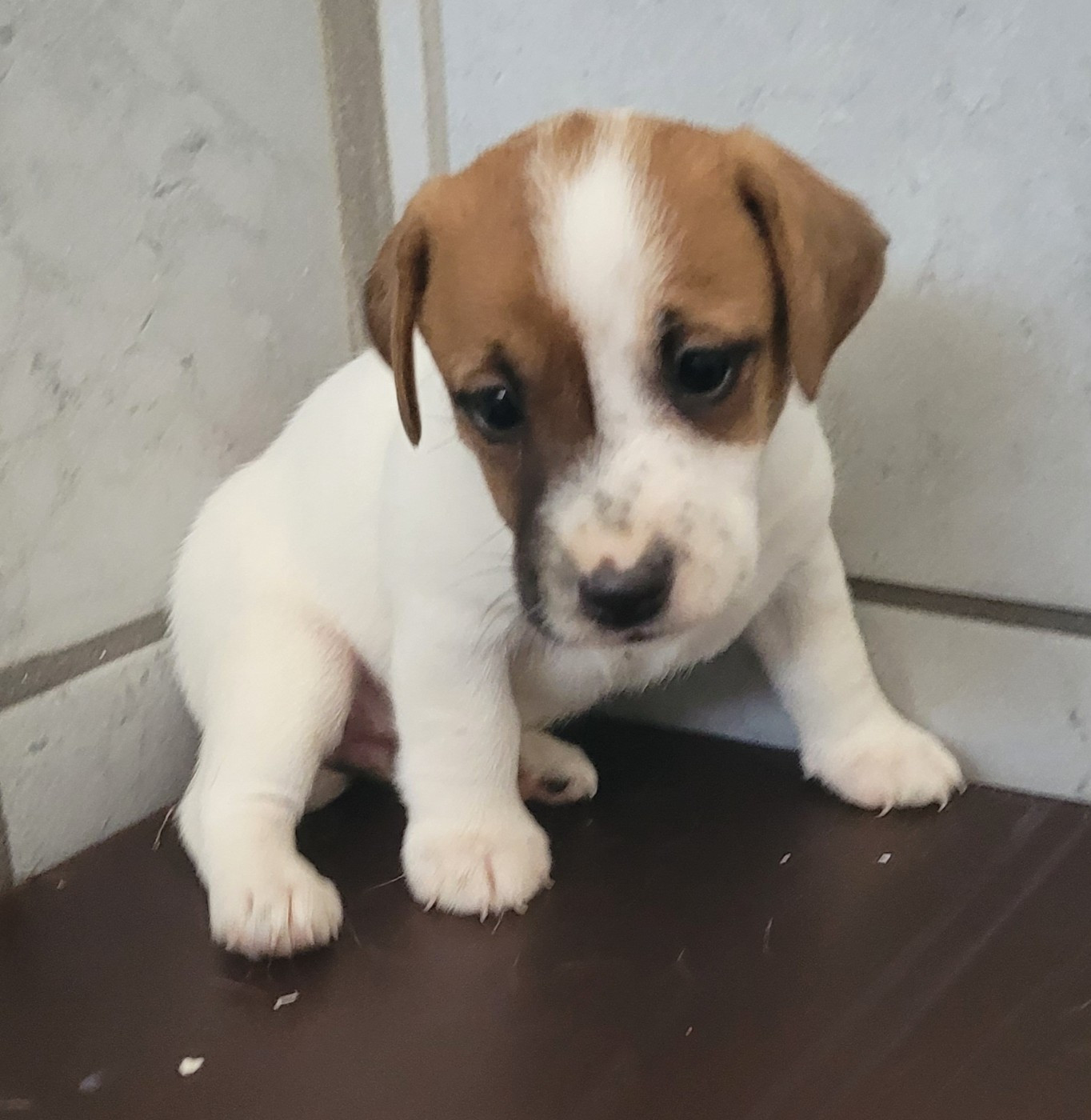Des marais de courmont - Chiots disponibles - Jack Russell Terrier