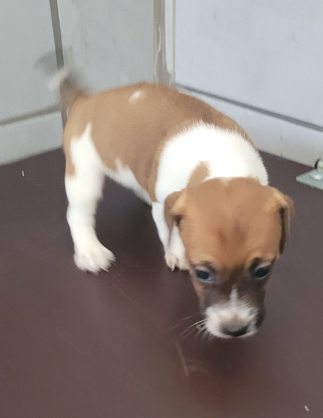 Des marais de courmont - Chiots disponibles - Jack Russell Terrier
