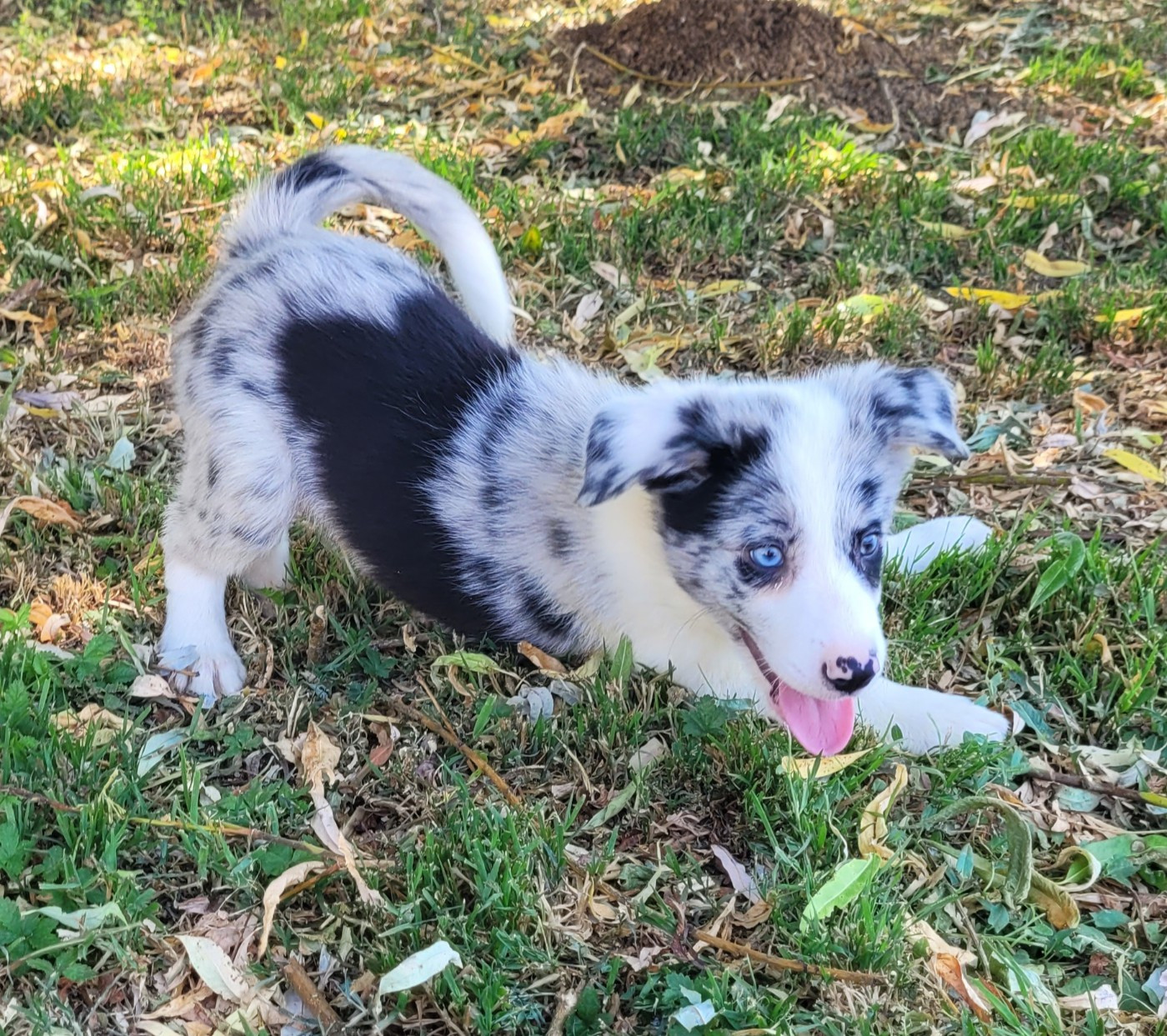Des marais de courmont - Chiots disponibles - Border Collie