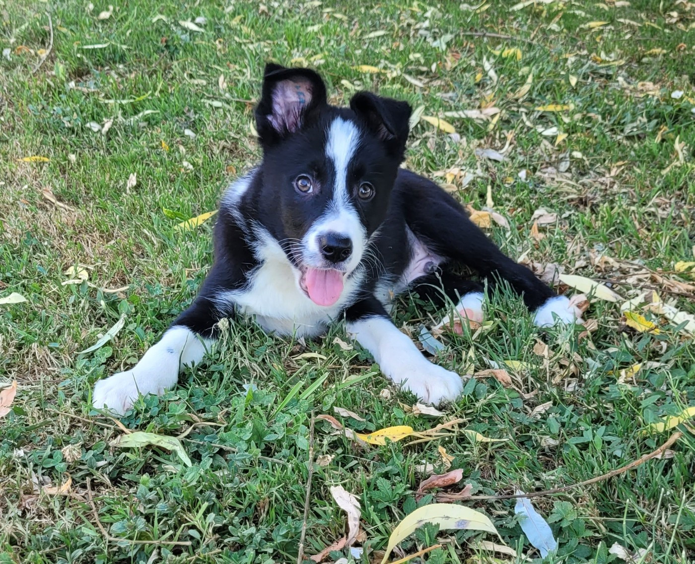 Des marais de courmont - Chiots disponibles - Border Collie