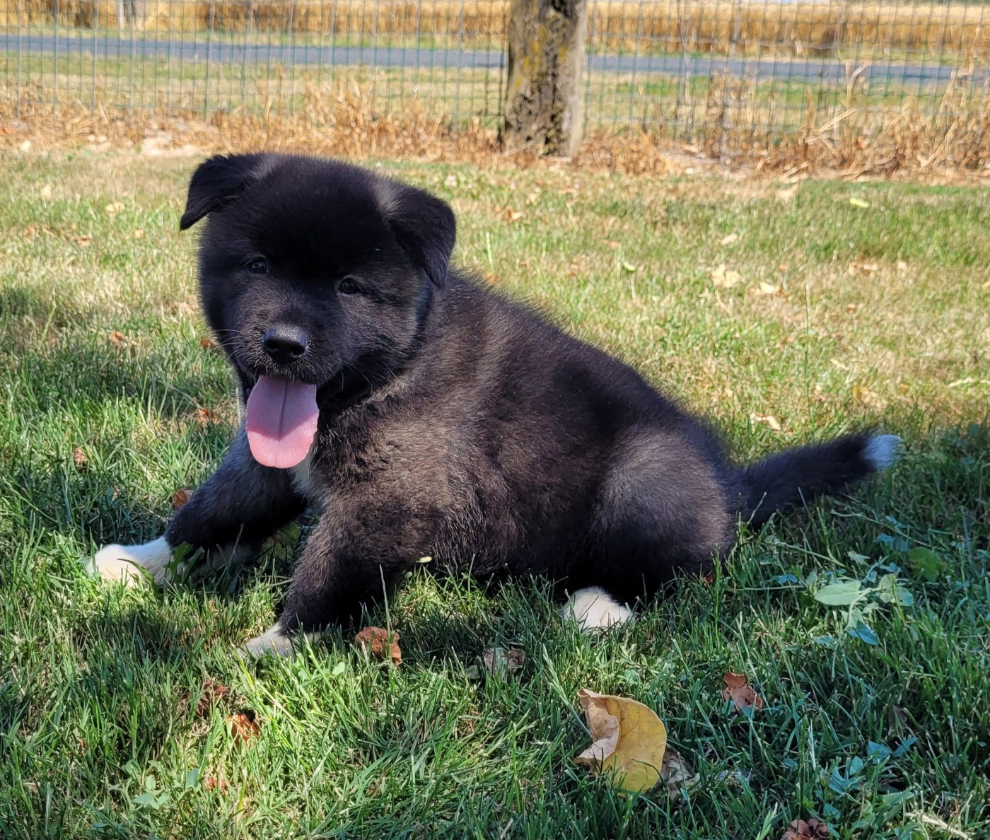 Des marais de courmont - Chiots disponibles - Akita americain