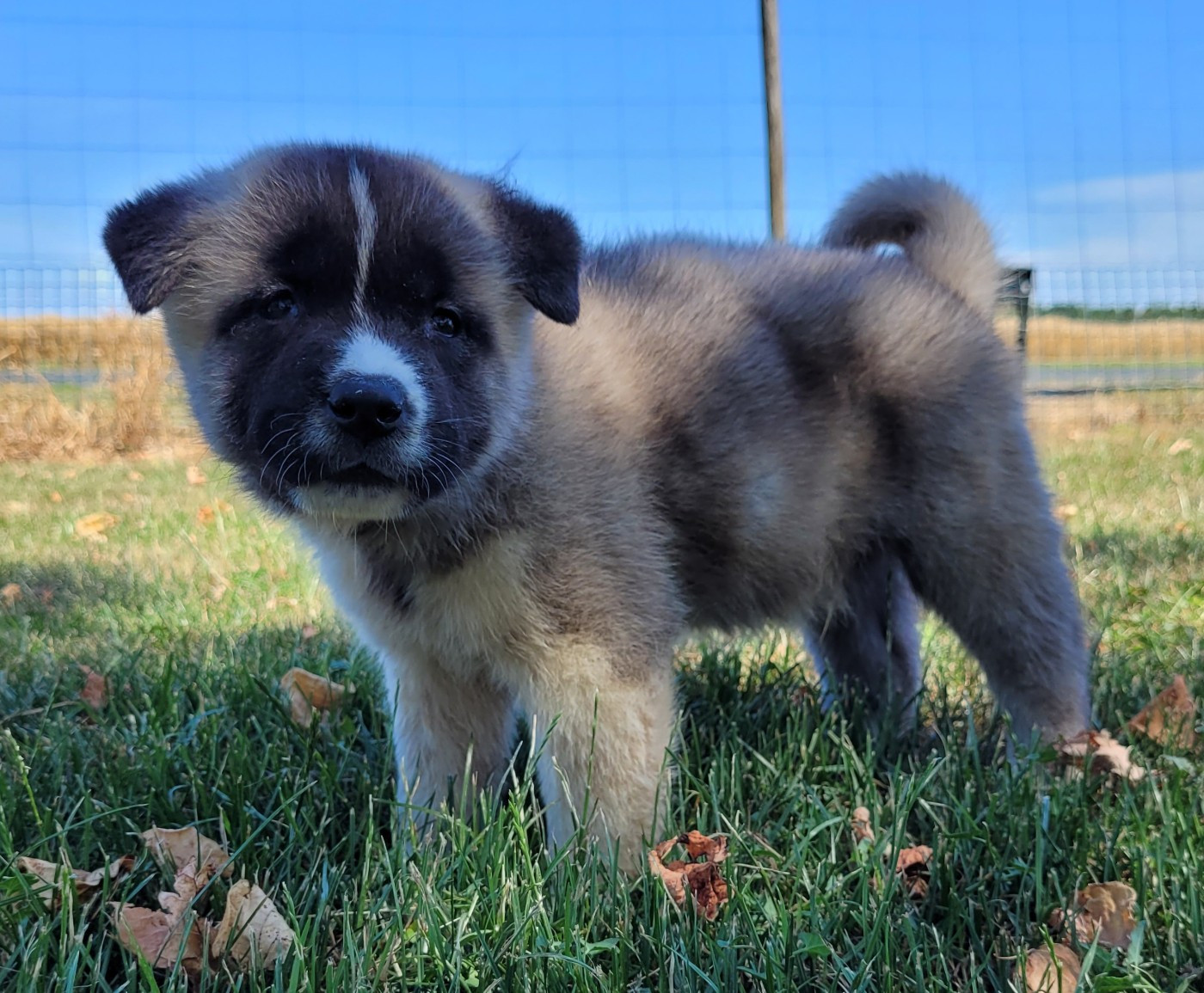 Des marais de courmont - Chiots disponibles - Akita americain