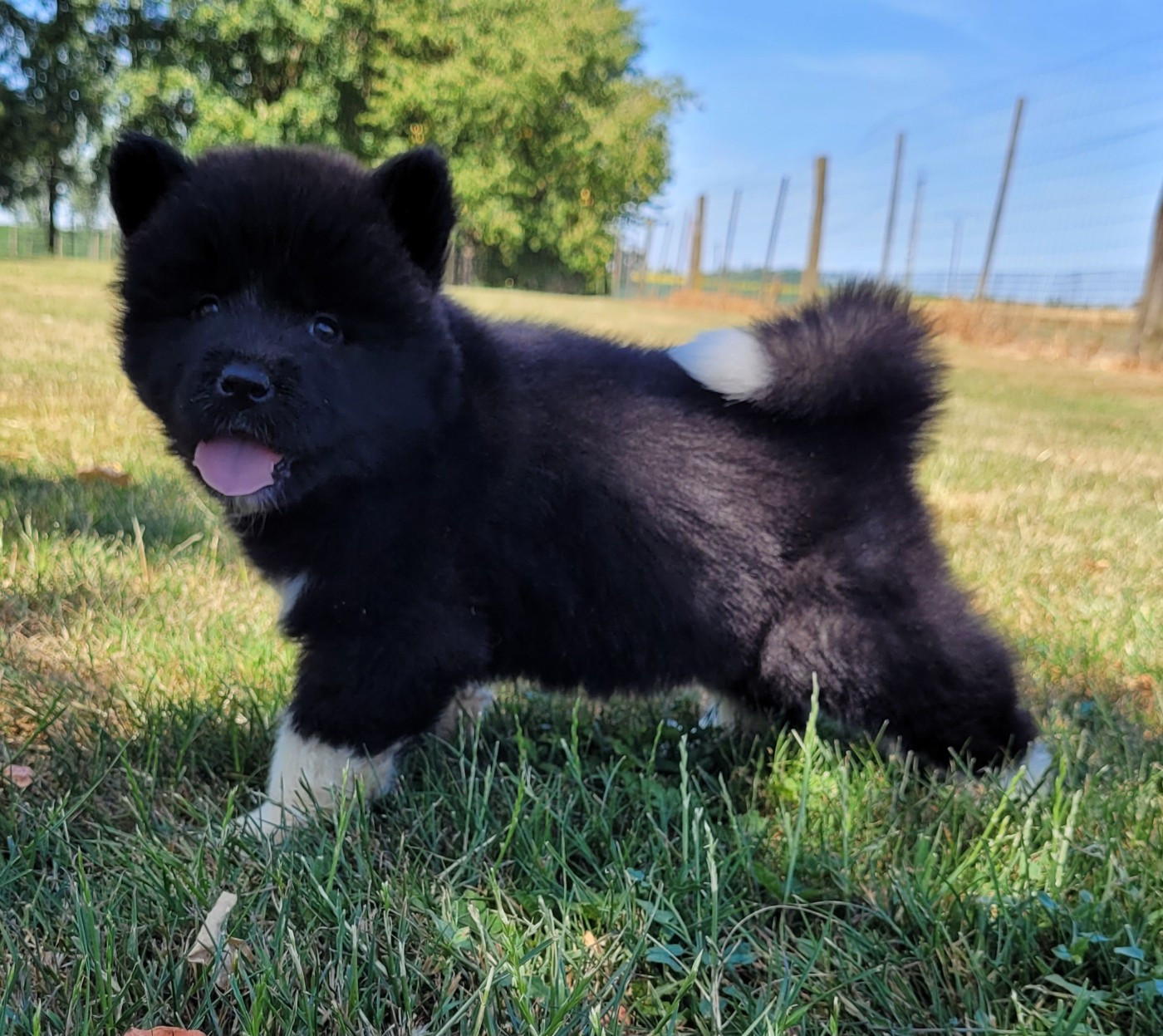 Des marais de courmont - Chiots disponibles - Akita americain